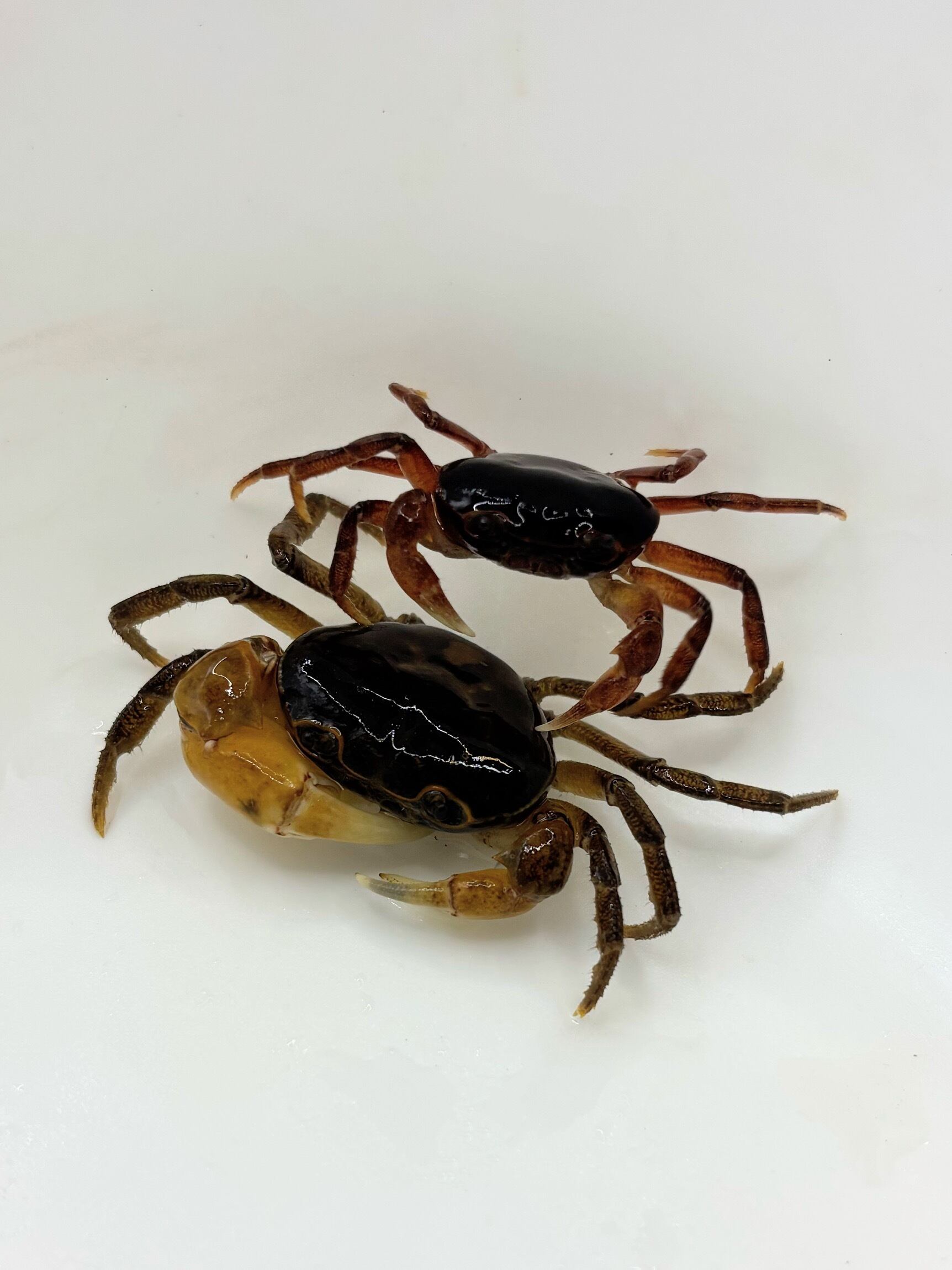 サワガニ様用 サワガニの特徴、分布、生態、写真をご紹介します。｜目に見える