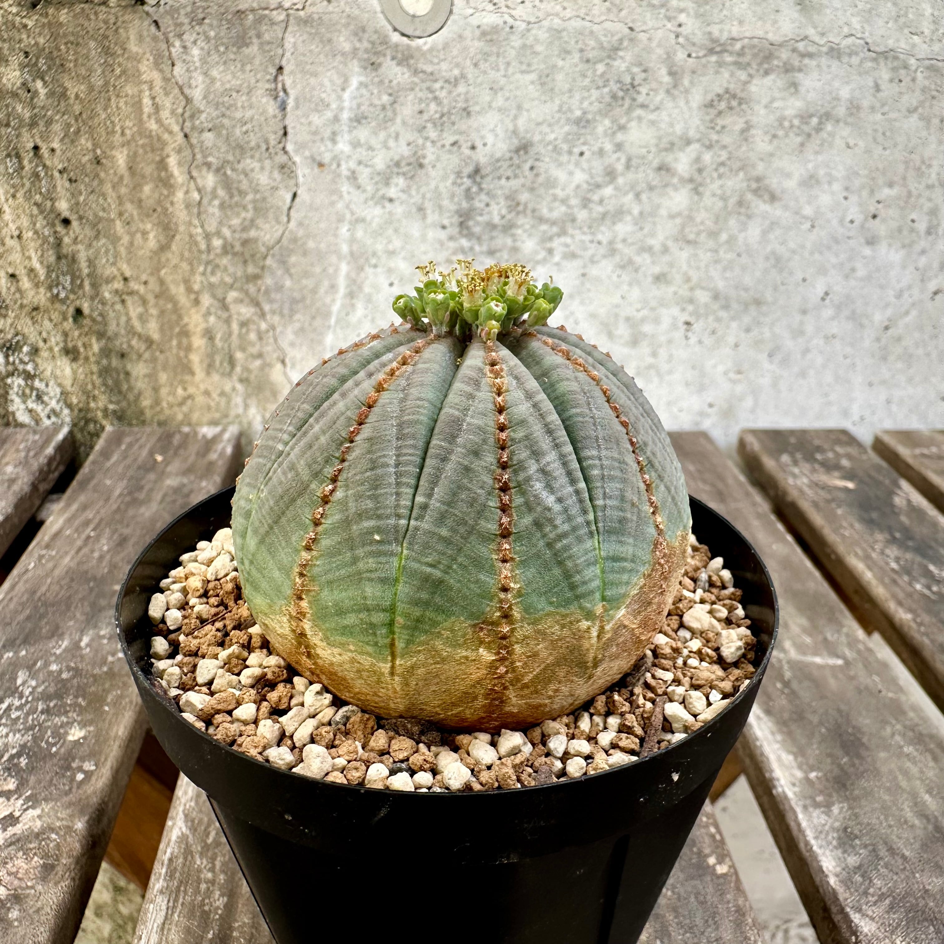 ユーフォルビア　オベサ　木質化中株 木質化】Euphorbia obesa ユーフォルビア オベサ | Libaran_Plants