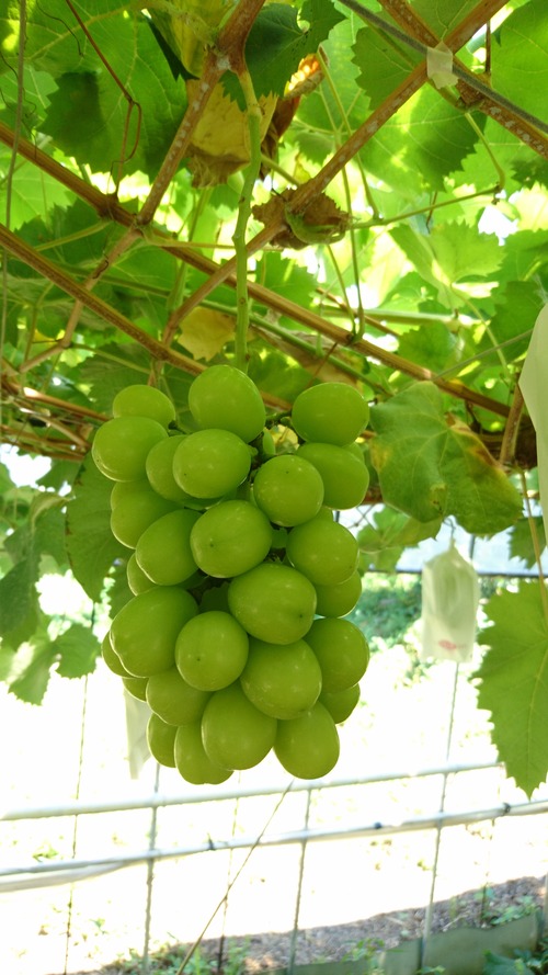 <2kg>シャインマスカット(種なし、皮ごと) 化粧箱入り