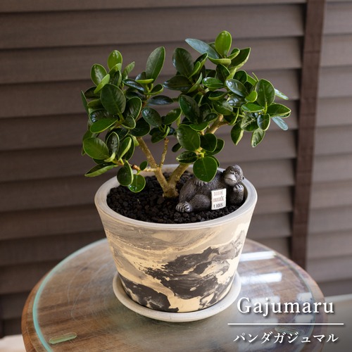 パンダガジュマル 5号 信楽焼 陶器鉢 ピック付 観葉植物 ガジュマルの木 ガジュマル 0719GY