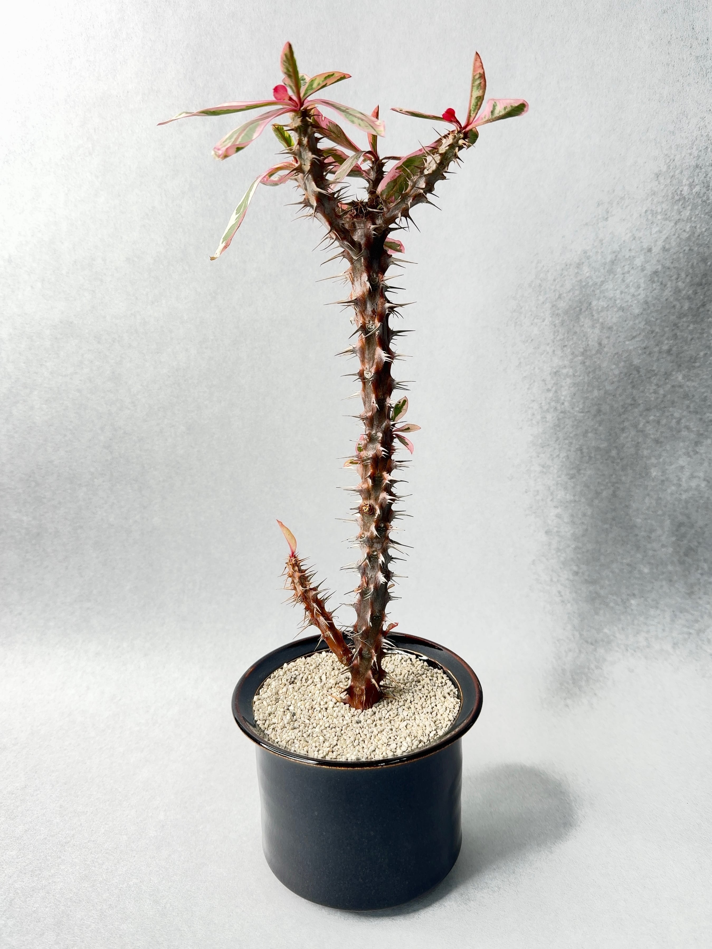 【 INDIVIDUALITY 】紅葉?ストレス?