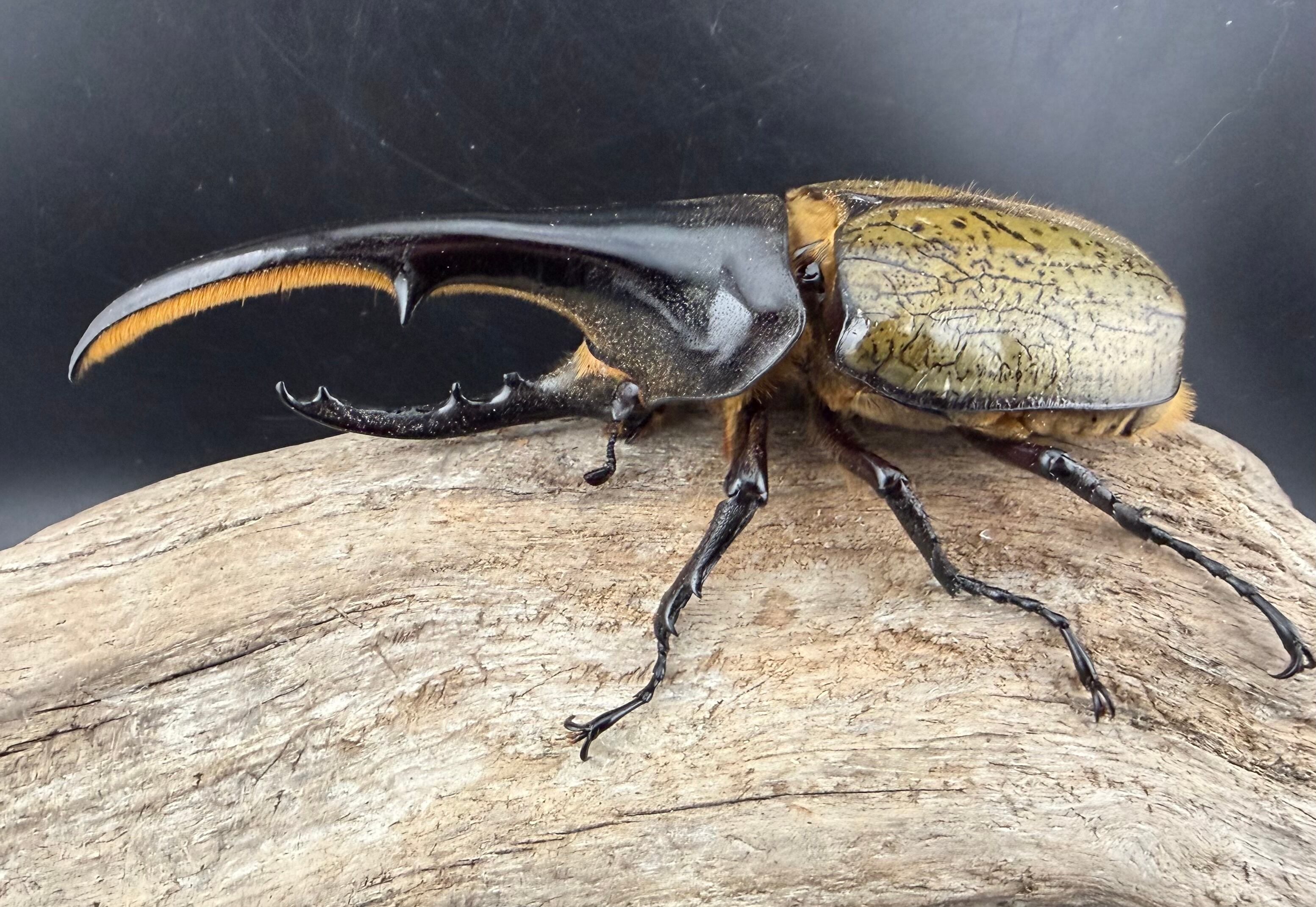 ヘラクレス・ヘラクレス 137mm ペア》 | KPW公式オンラインショップ