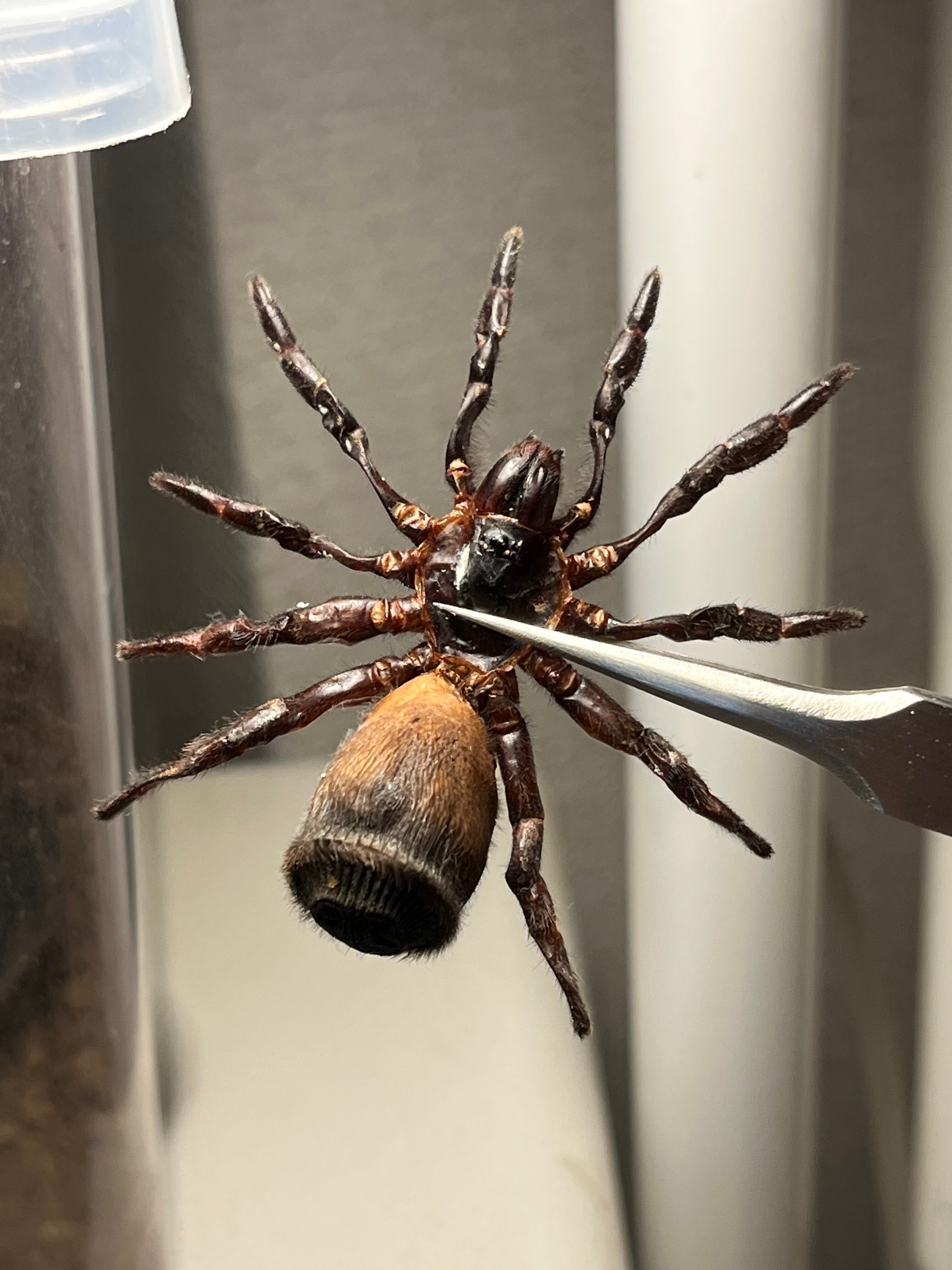 トゥルースパイダー | オモニキチュウ