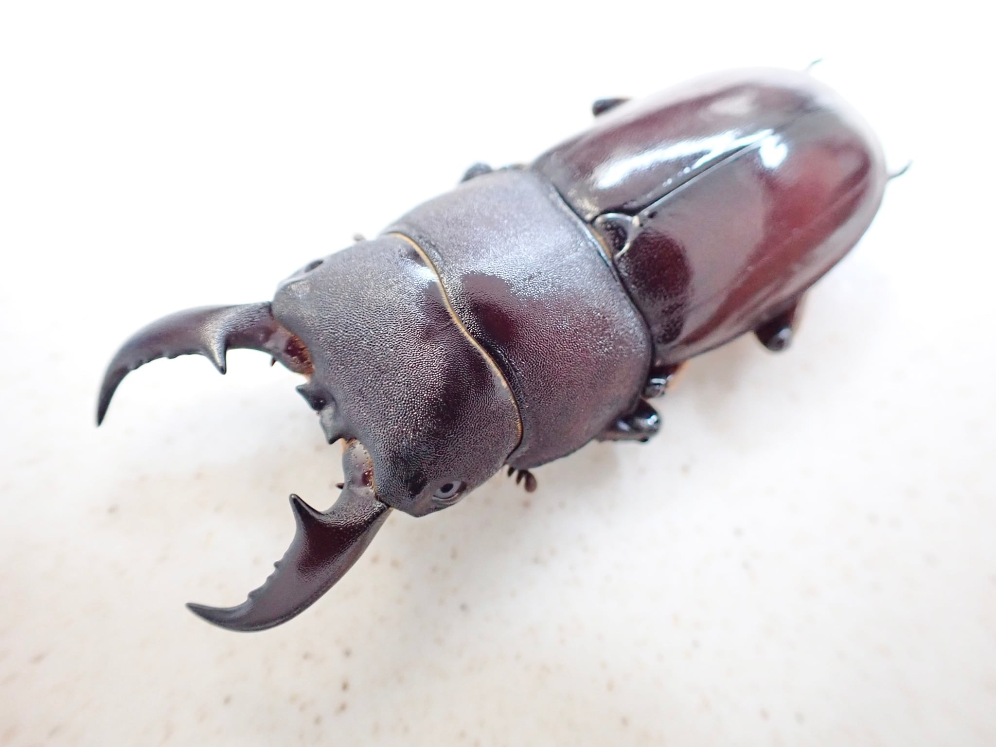 顎MAZIORA】ギガンテウスシワバネクワガタ 昆虫標本 ニジイロクワガタ