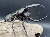 【WD】《モーレンカンプオオカブト 102mm ペア》