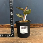 ジュエルオーキッド　アネクトキルス　ロクスバギー　Goldvein type【319】