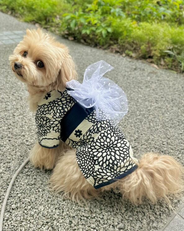 F2.pon2pan2現品☆犬有松絞り浴衣☆犬浴衣☆ひい様 楽天市場】犬服 浴衣 水玉 ネイビー パピー 超小型犬 小型犬 1号