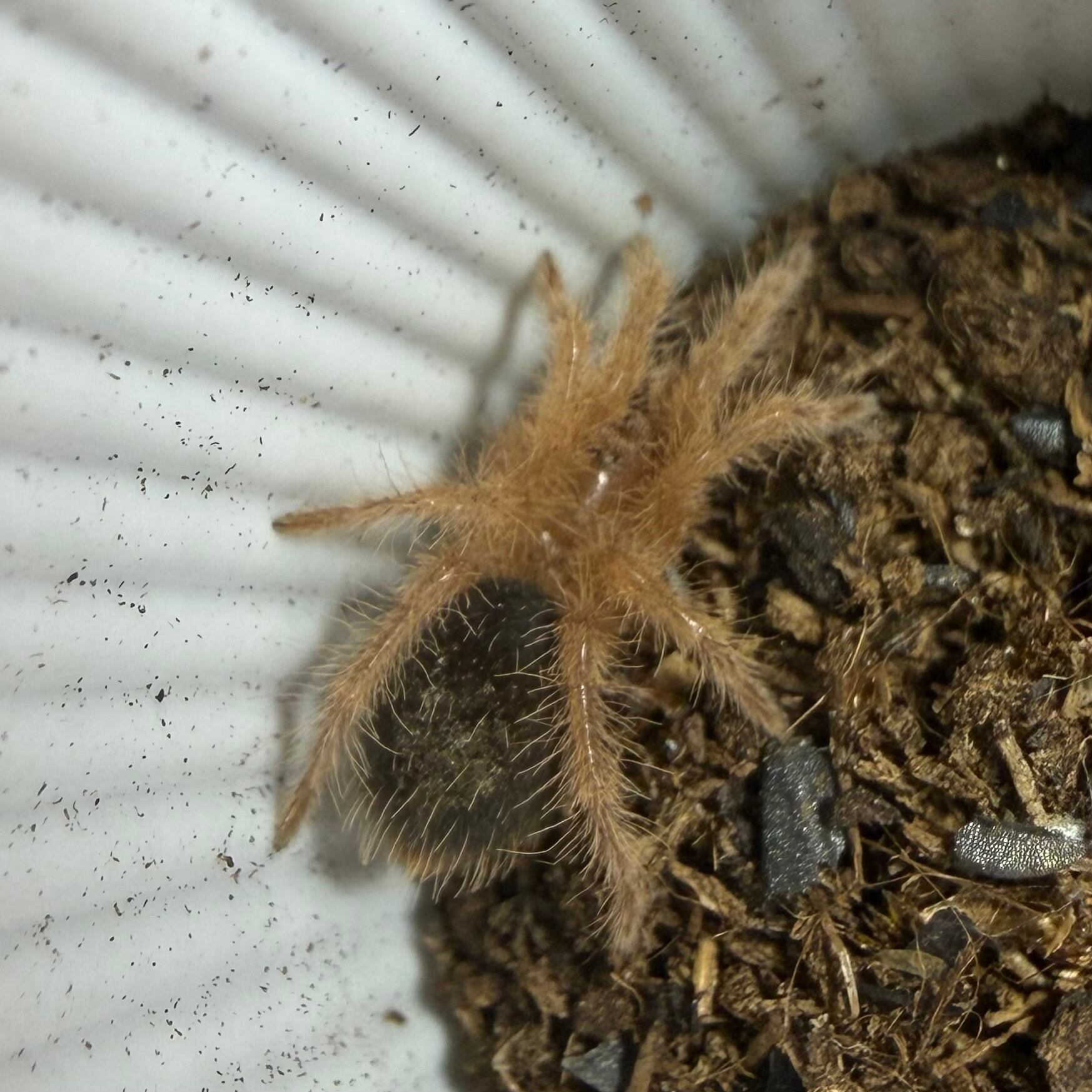 その他奇蟲 | 昆虫ショップ BUG FOREST 【カブト、クワガタ