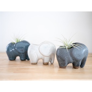 Elephant Air Plant Holder & Air Plant