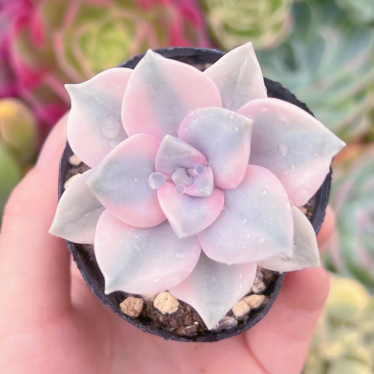 現物　パープルディライト錦#864　るる農園