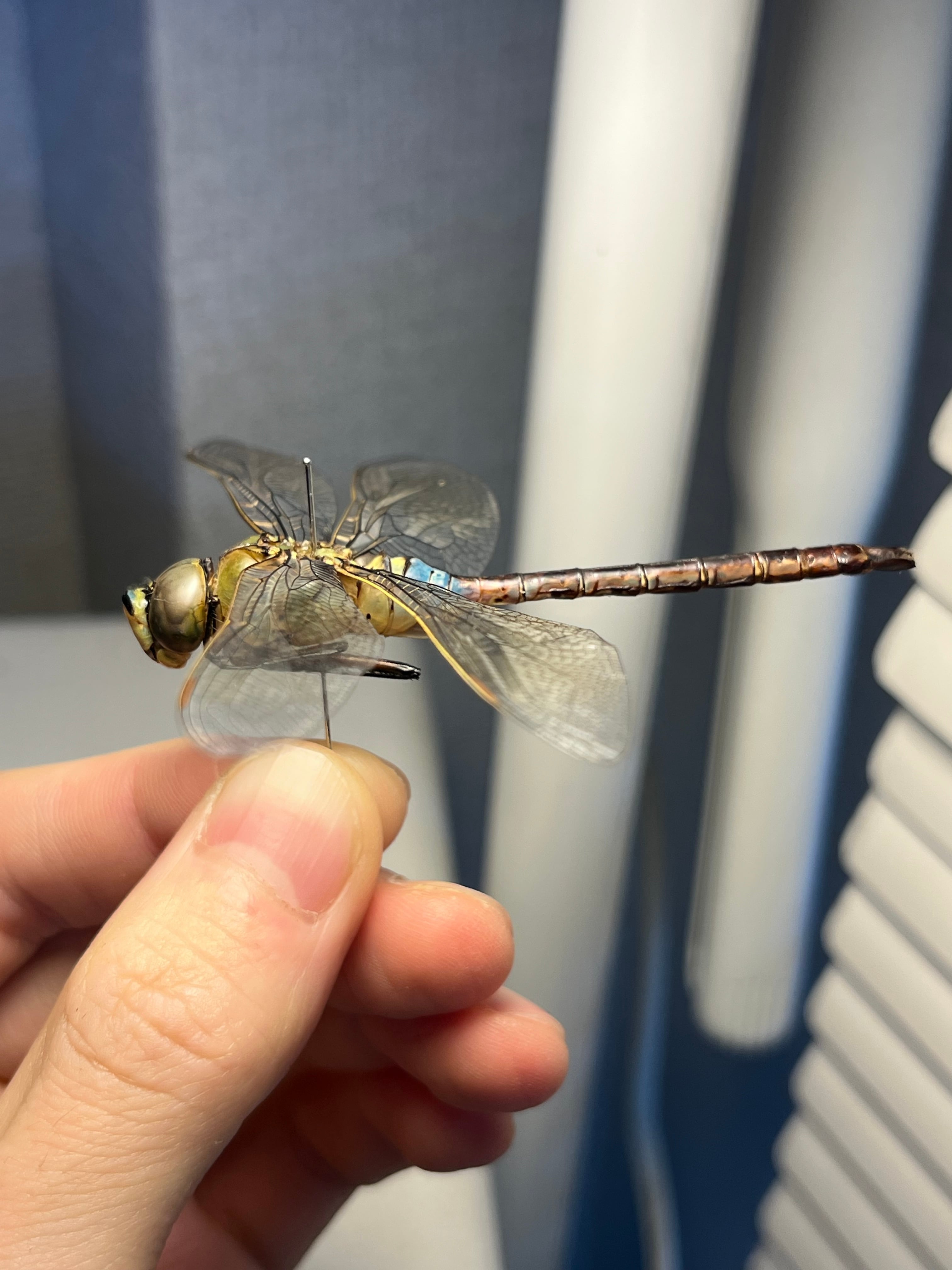 ギンヤンマ 昆虫標本ヘビトンボカマキリマンティス トンボ オニヤンマ