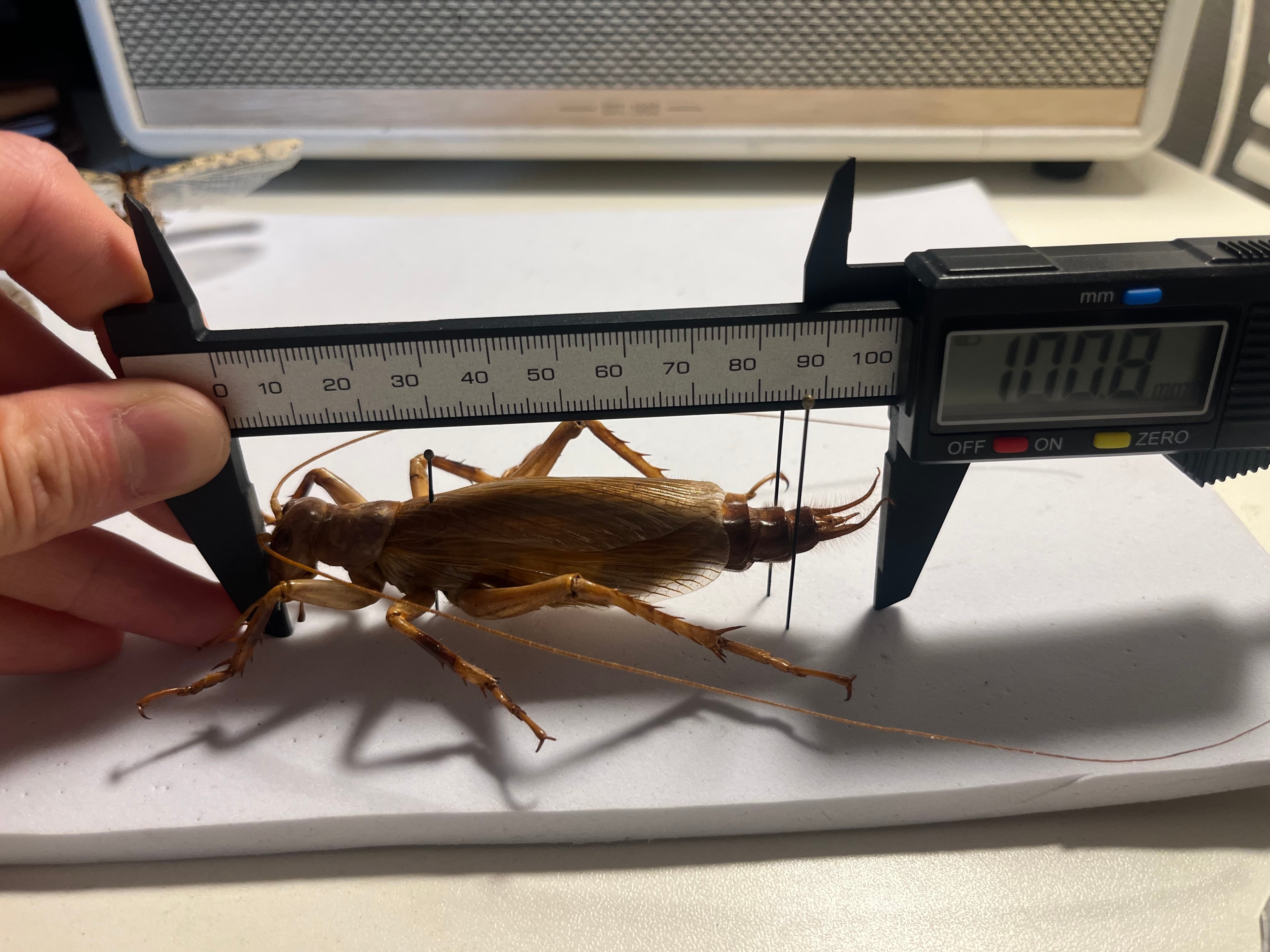 大人気種】リオック Sia ferox コロギス 昆虫標本デュビアタランチュラ