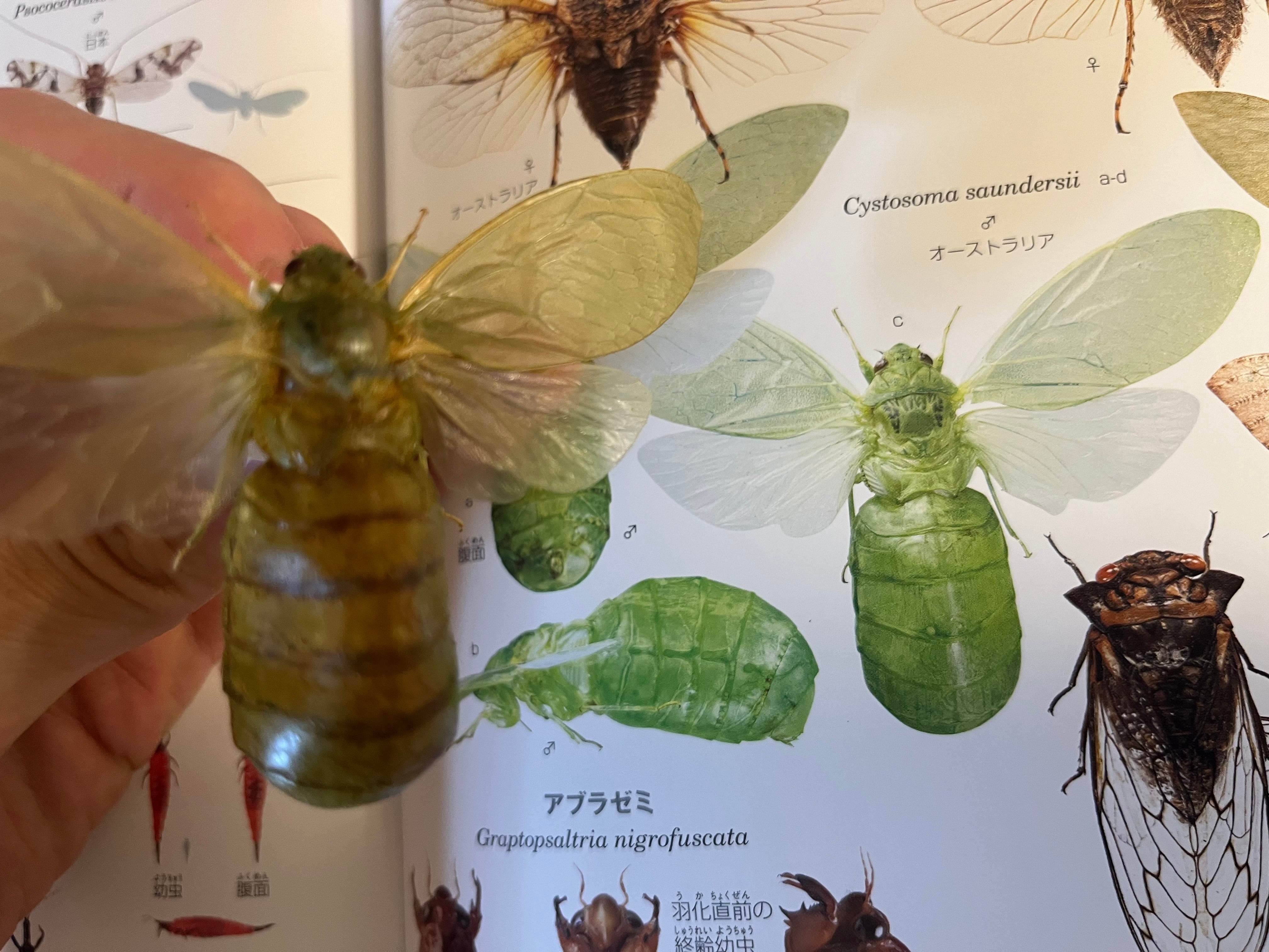 伝説ノ蝉】フウセンゼミ ハラブトゼミ Cystosoma saundersii 昆虫標本