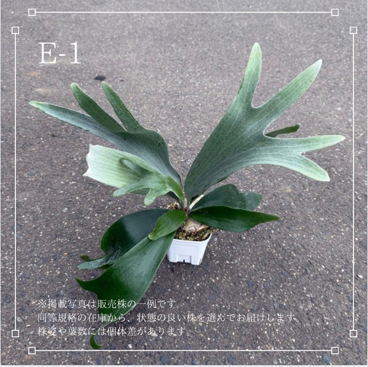 P.bifurcatum White 　ビカクシダ　E-1 ビカクシダ E-1 白ビフ 90mmポット苗｜Platycerium bifurcatum sp