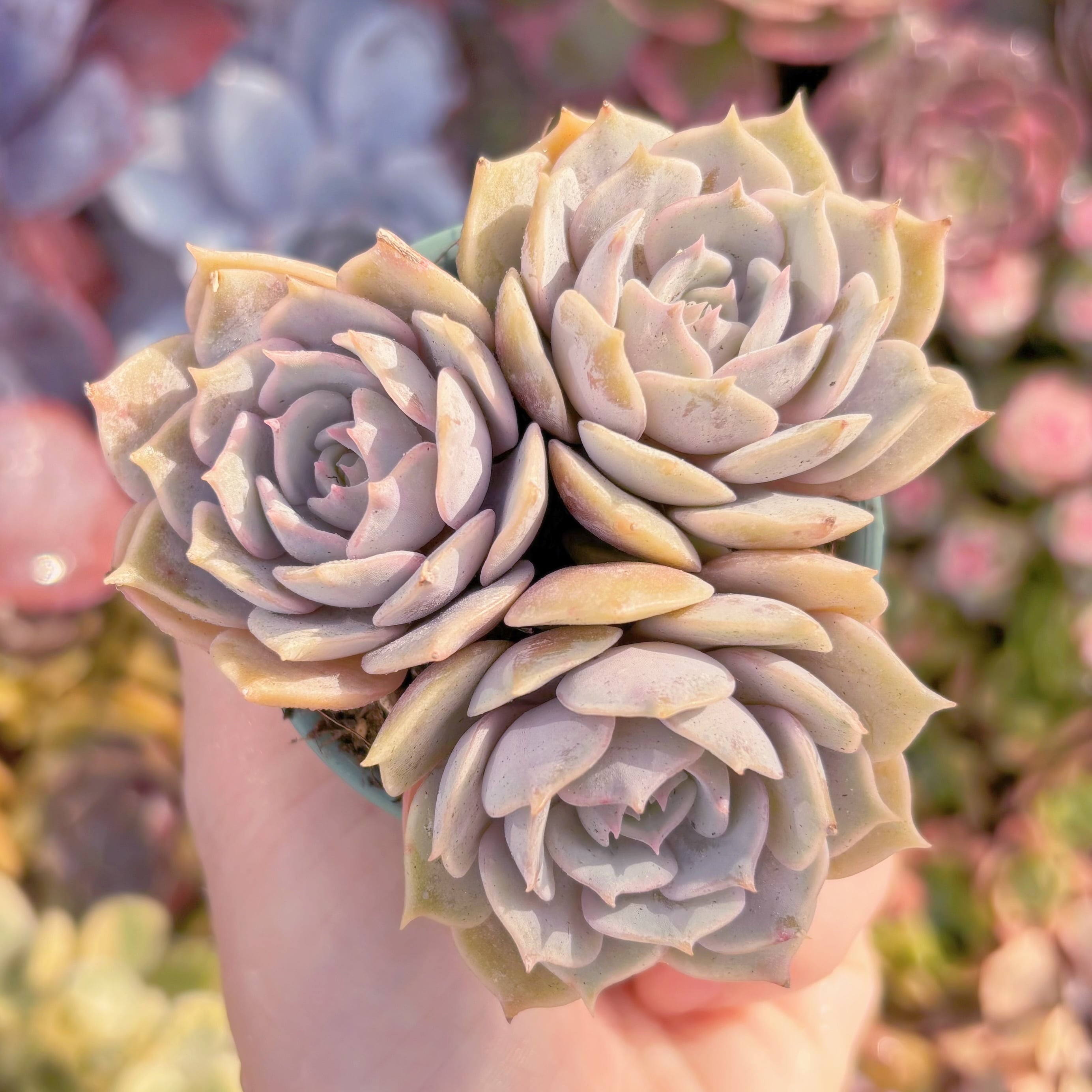 多肉植物　ローラ3頭　在庫僅少　新入荷　るる農園