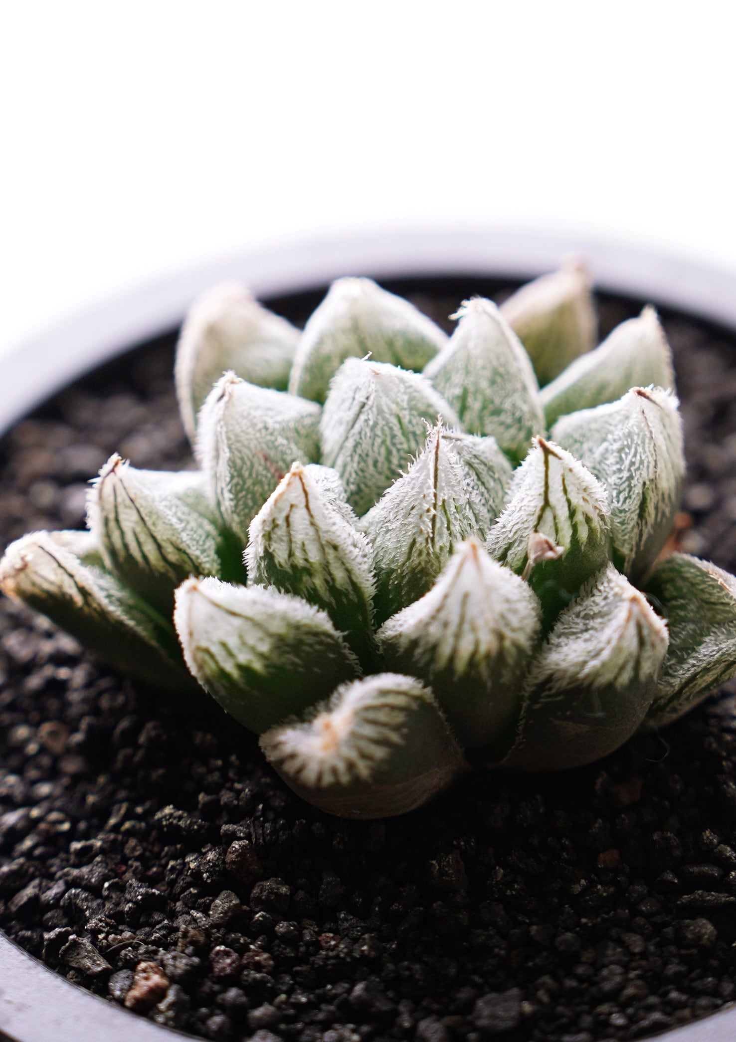 ハオルチア ホワイトフォックス錦 カット苗 ハオルチア ホワイトフォックス Haworthia 'White Fox