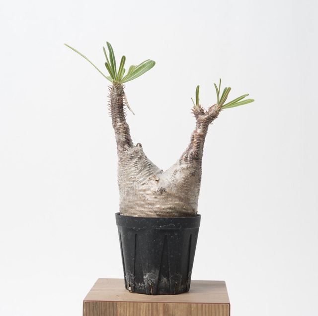 パキポディウム グラキリス no.10〈発根済み〉