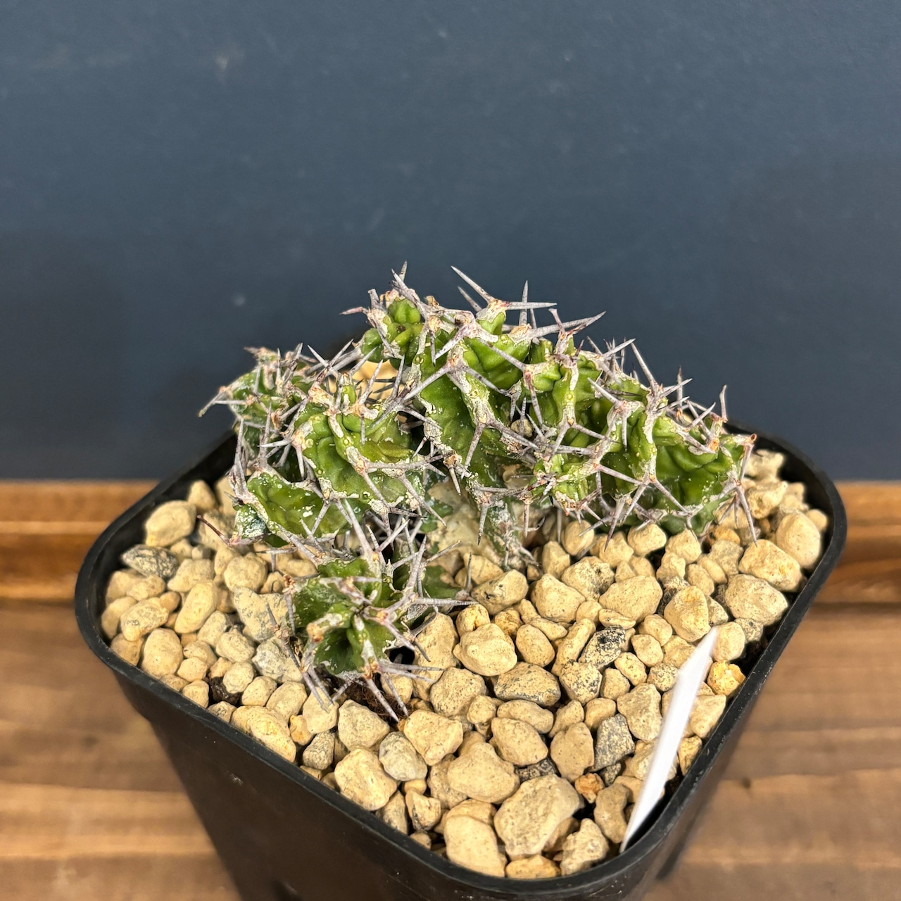 ユーフォルビア ミトリフォルミス【749】