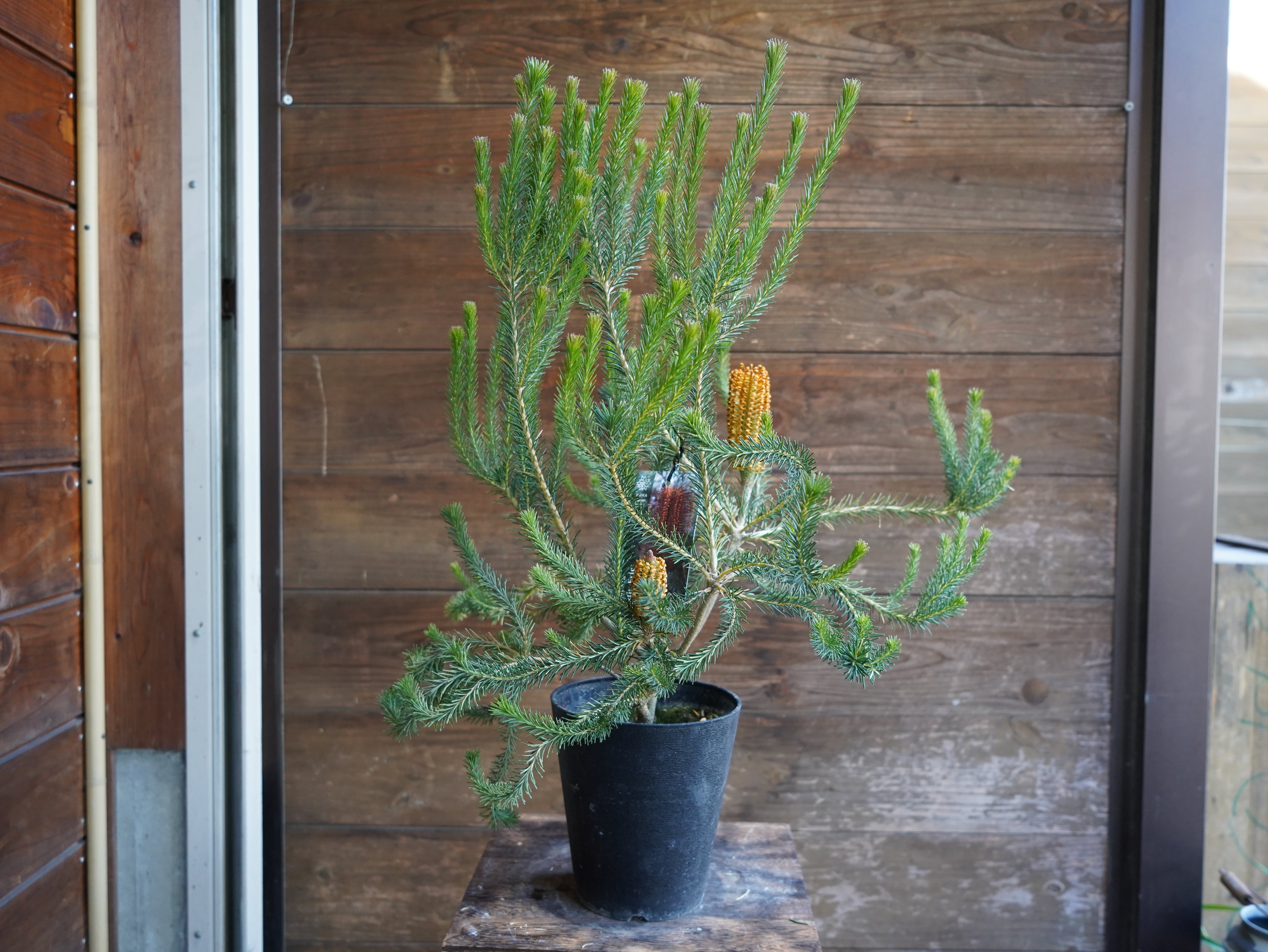 【現物】バンクシア　”リトルエリック”　B