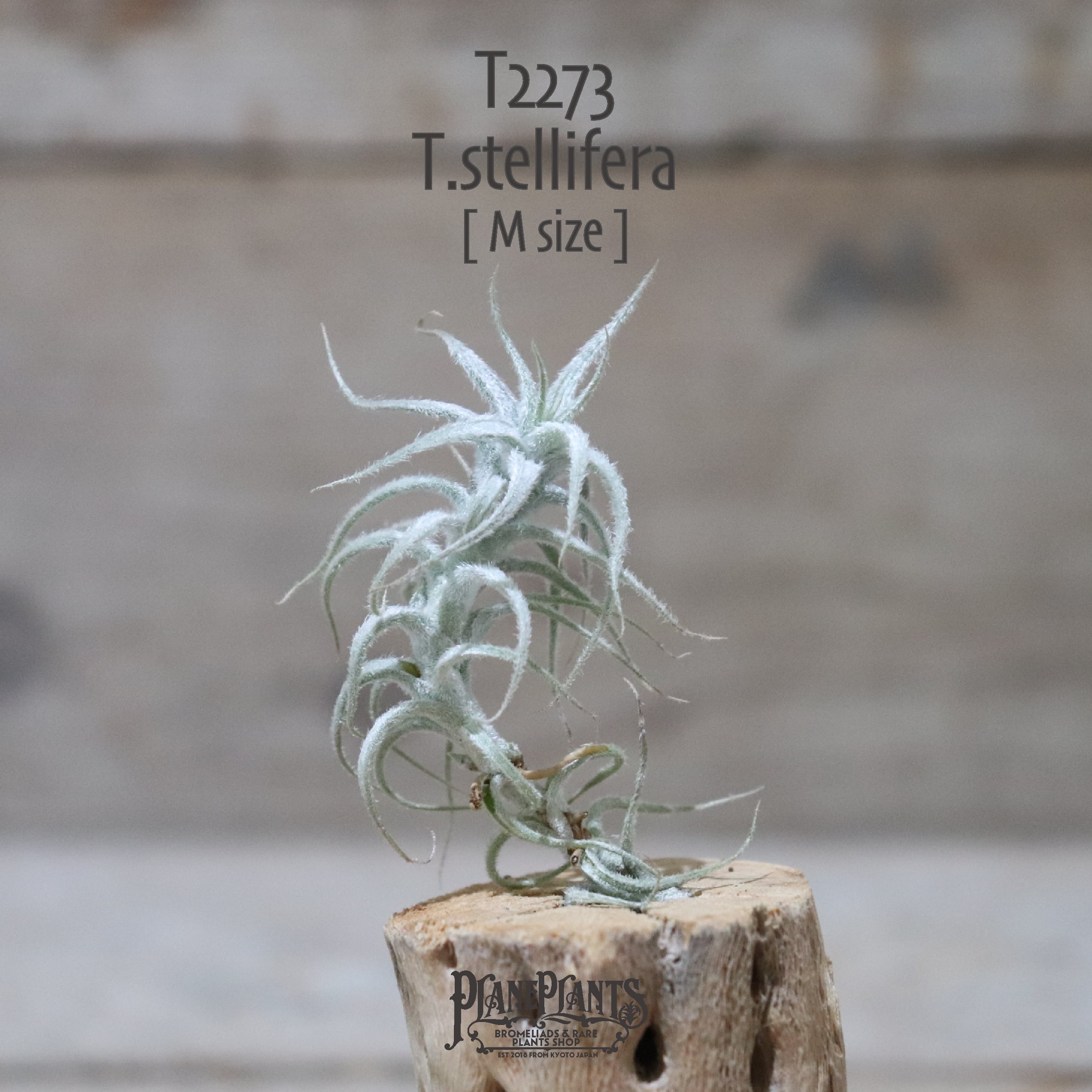 送料無料】ステリフェラ M〔エアプランツ〕現品発送T2273 | plane plants