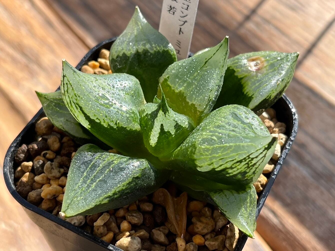 42d ハオルチア　多肉植物　温玉コレクタ　自家繁殖 70j ハオルチア 多肉植物 温玉コレクタ親木 自家繁殖 【公式通販】