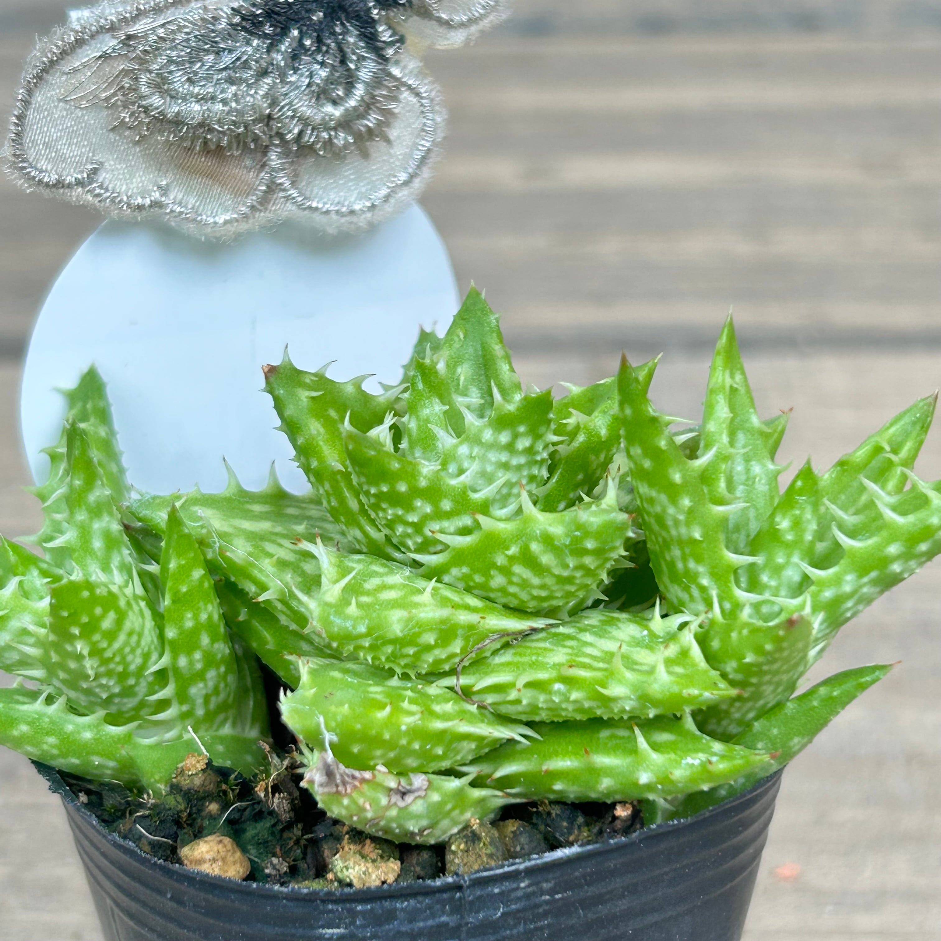 超希少 ハオルチア スノーレパード 多肉植物