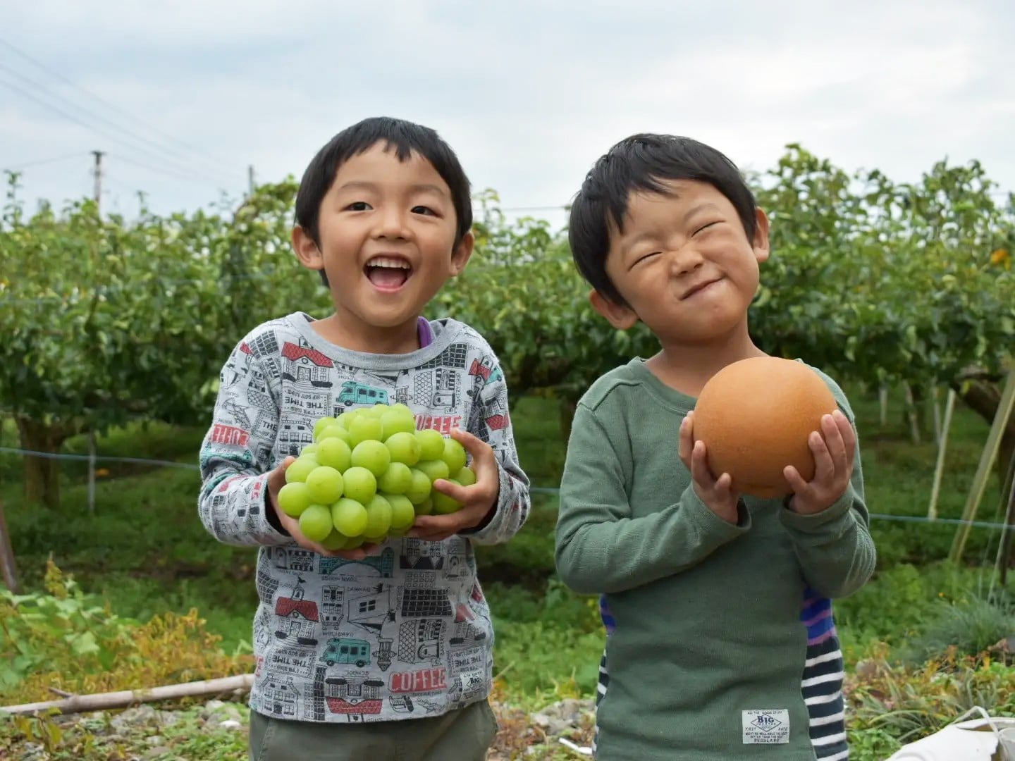 完熟シャインマスカット 約1kg箱（1房入り） | 大時果樹園｜産直通販