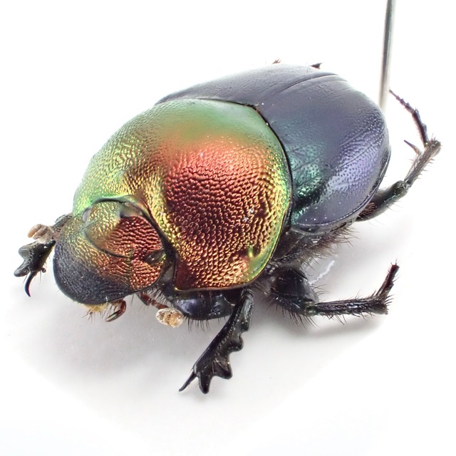 インド産 Onthophagus vividus 1ex 12mm