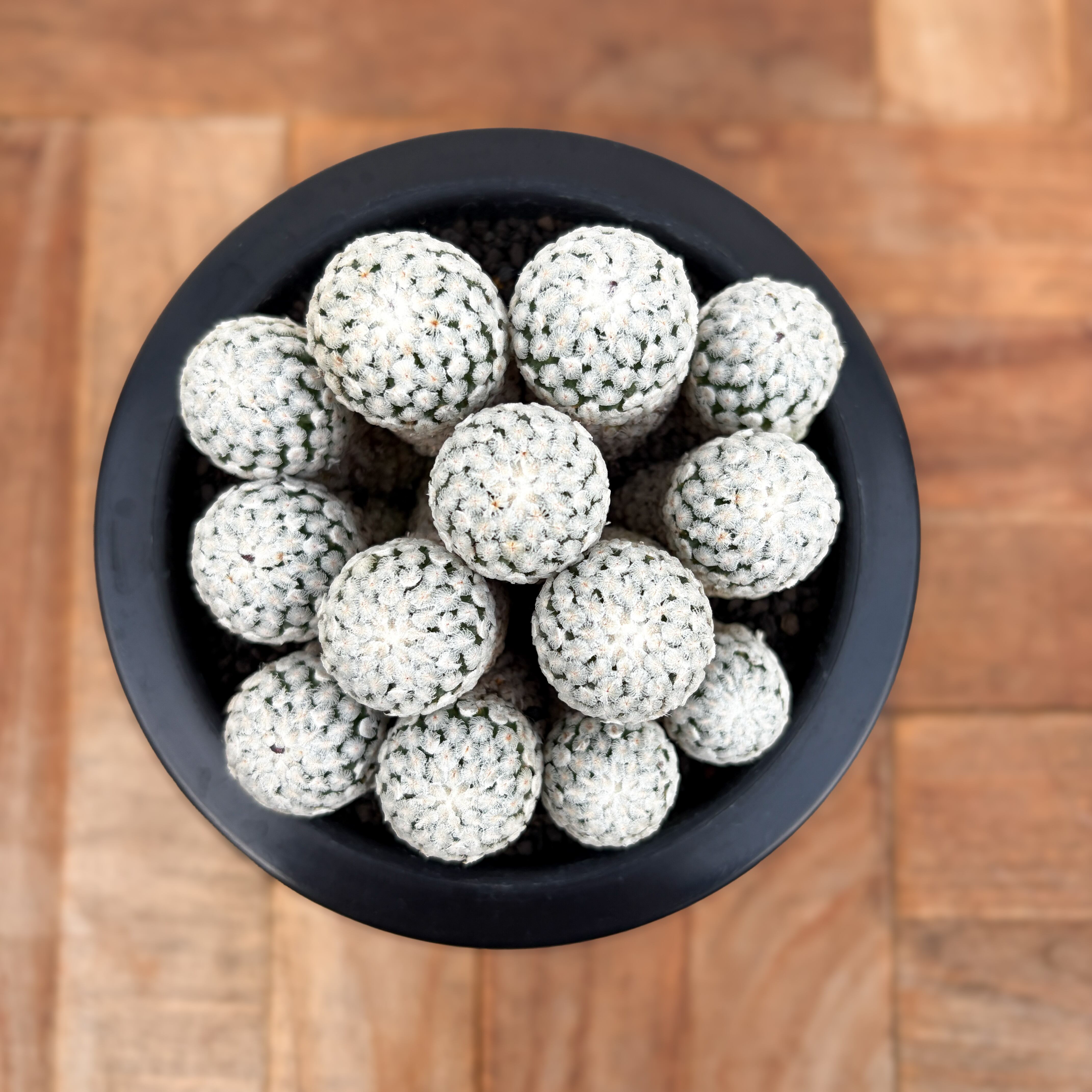 Neoporteria clavata v. procera【ネオポルテリア・暗黒玉・実生