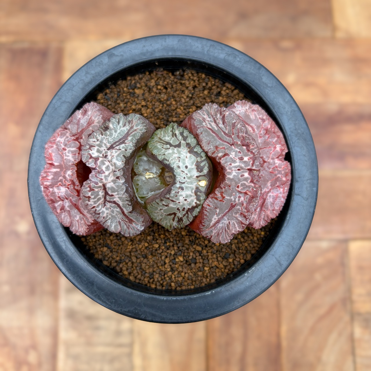 Haworthia 玉扇　【塚原写楽】