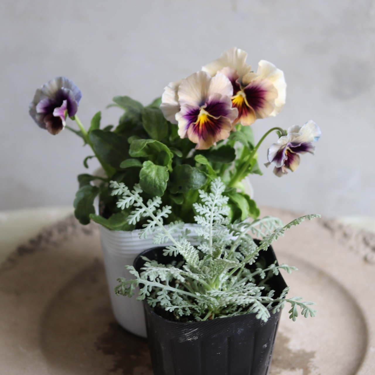 シルバーレース　カラーリーフ　寄せ植えに最適