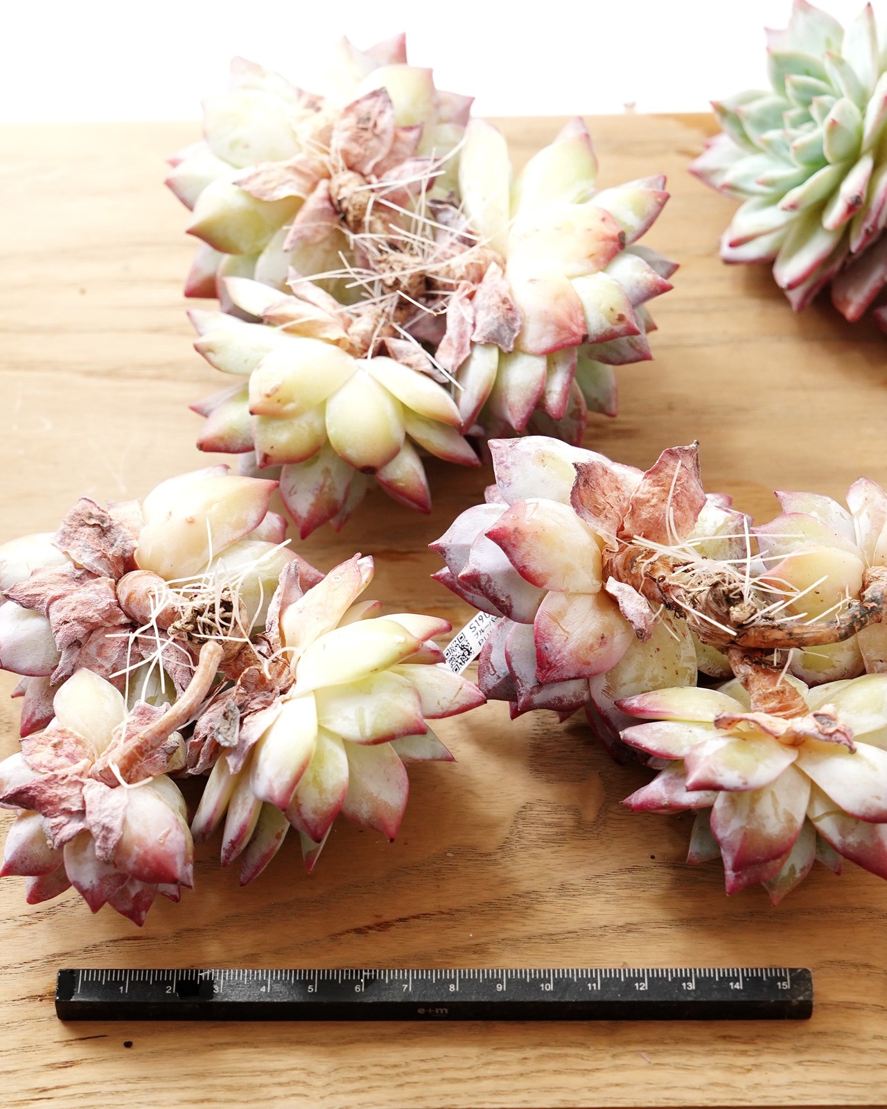 発根済カット苗 ブルーバード 3頭群生 Echeveria 'Blue Bird'