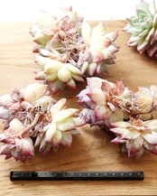 発根済カット苗 ブルーバード 3頭群生 Echeveria 'Blue Bird'