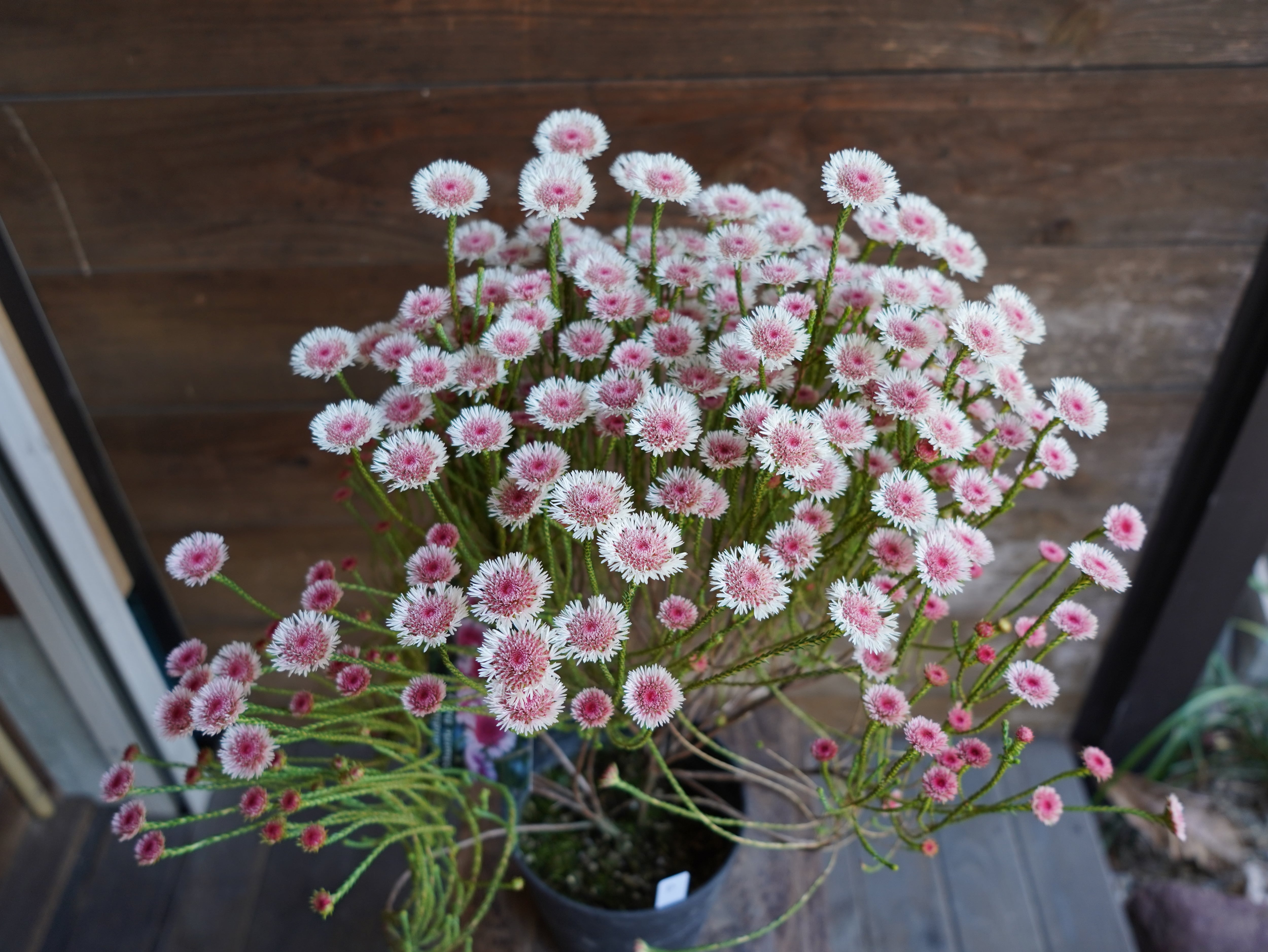 【現物】アクチノジウム　”シャトルデイジー”　D