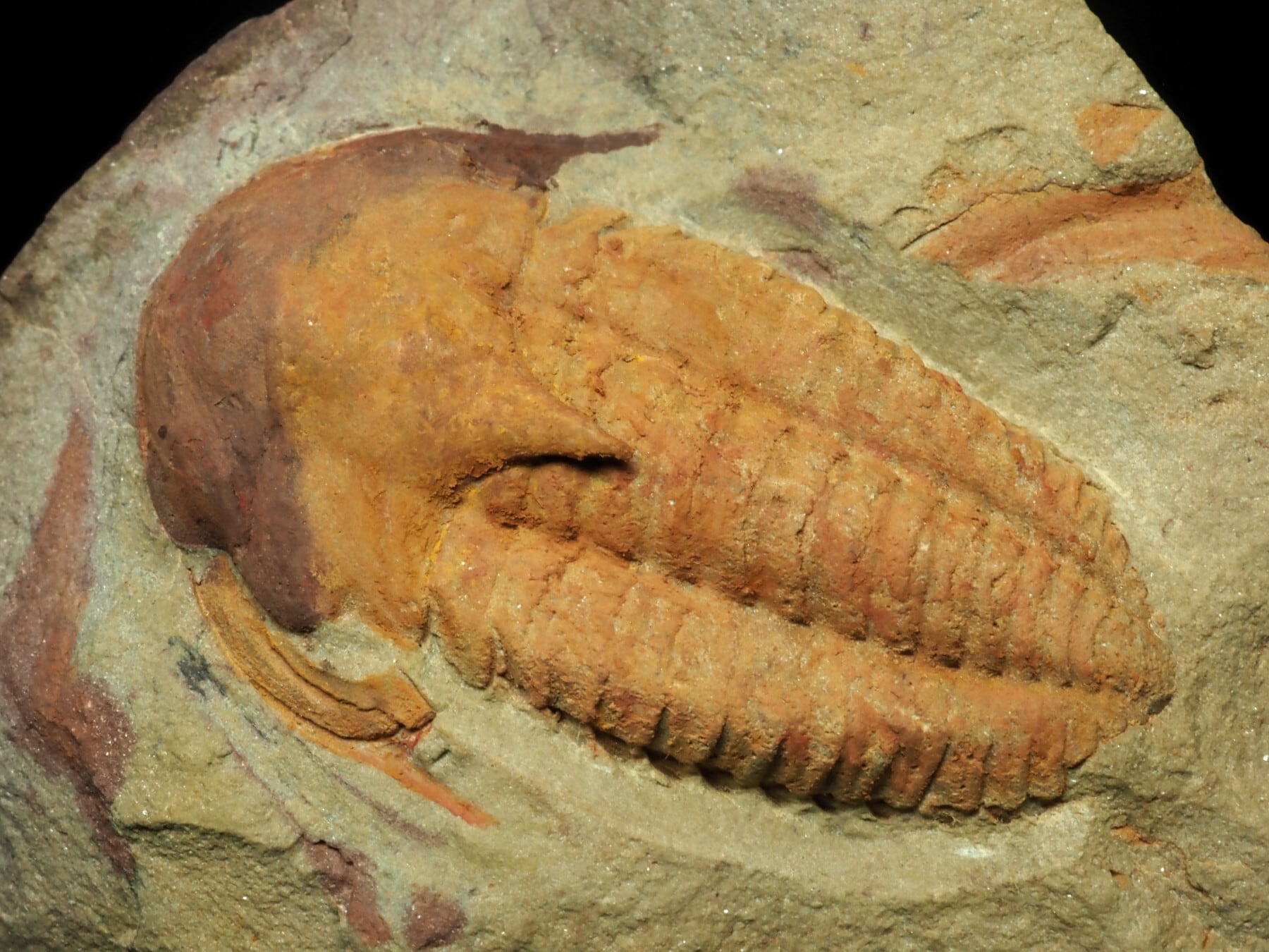 Trilobites / 三葉虫 | 化石・隕石・鉱物の販売 JURASSIC