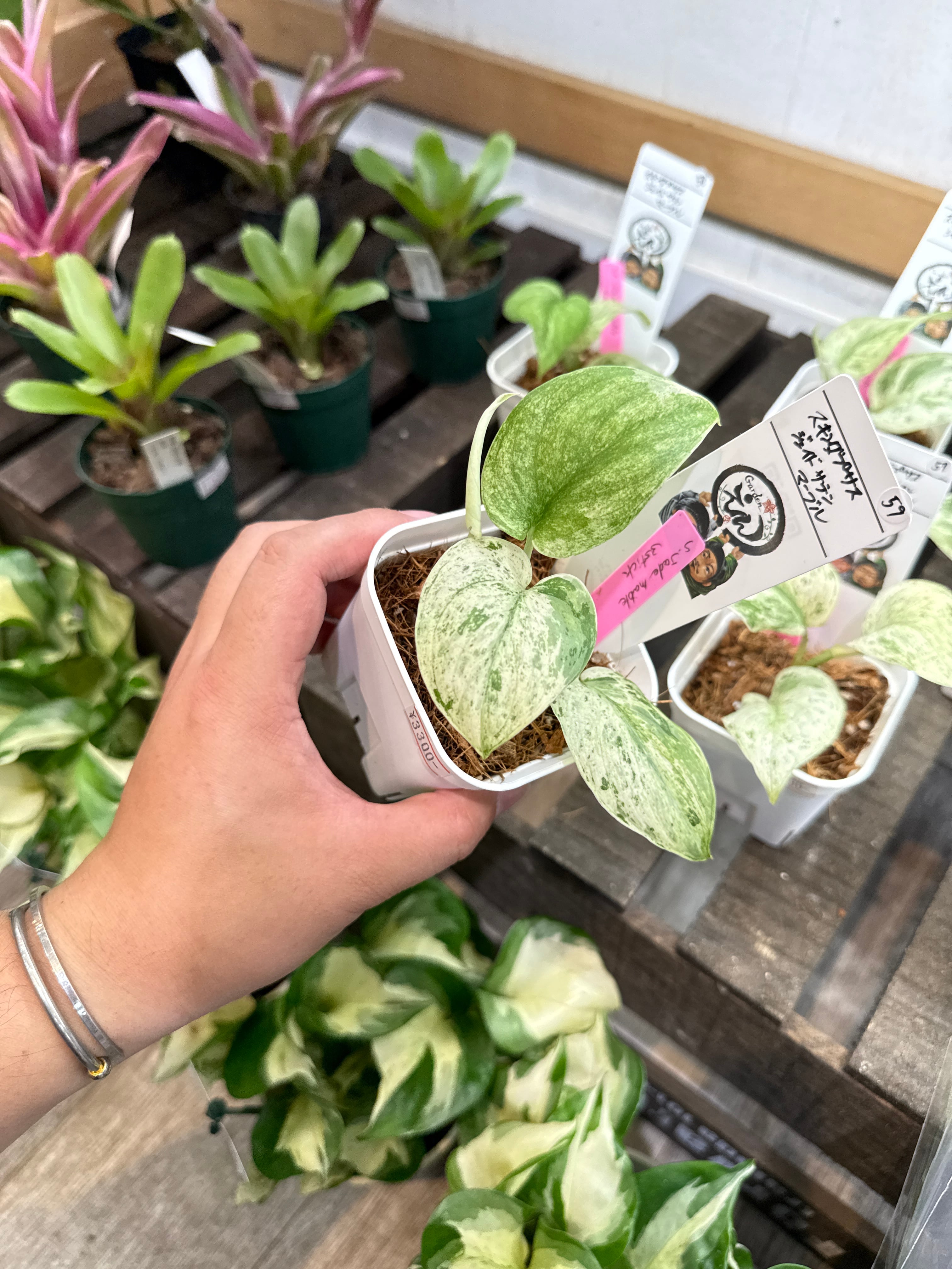54. スキンダプサス バクダパティ | Gardenえん 【観葉熱帯植物】