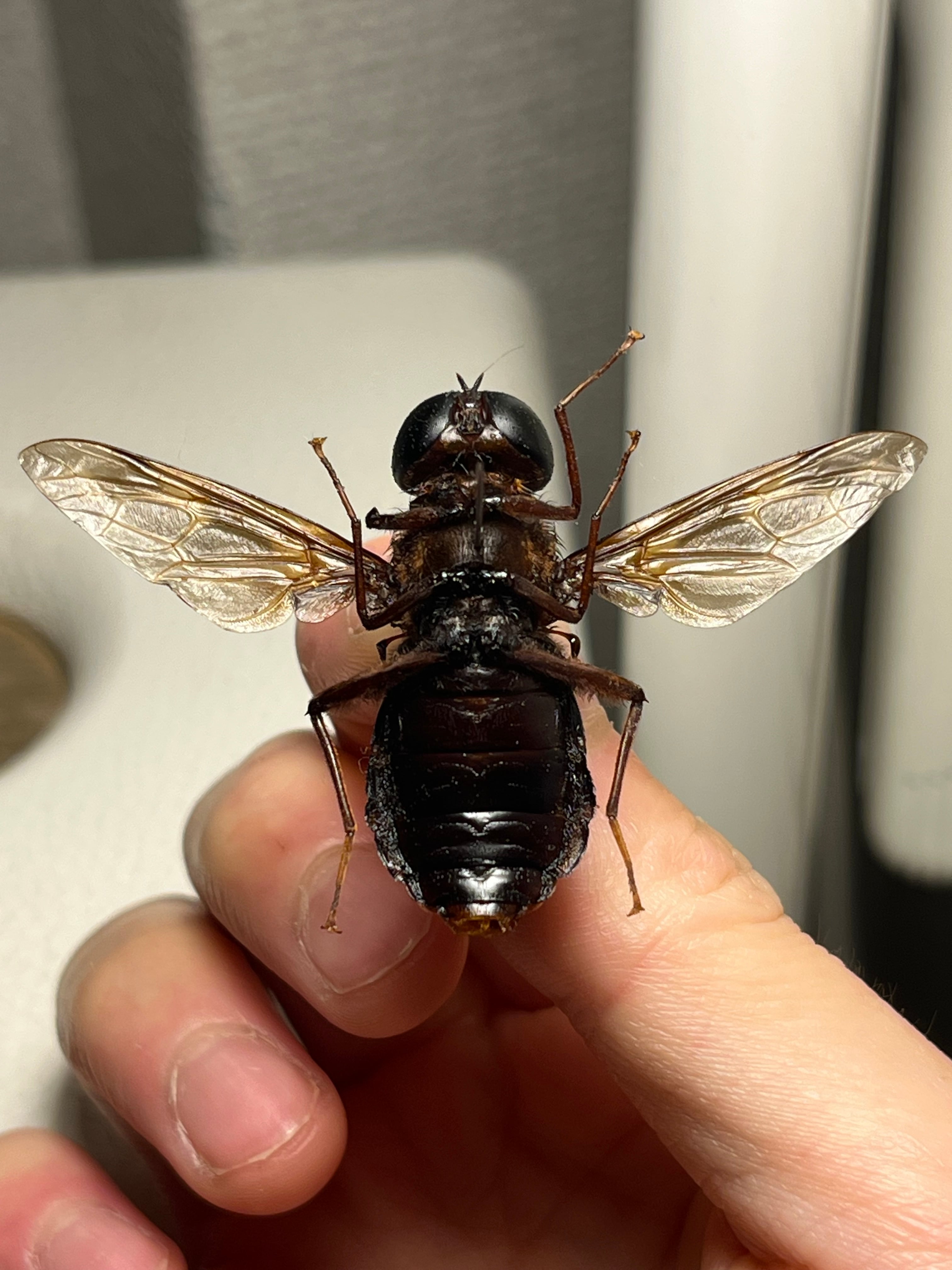 蠅ノ王様】ズガドーンのようなハエの一種 標本 ベルゼバブ アブ
