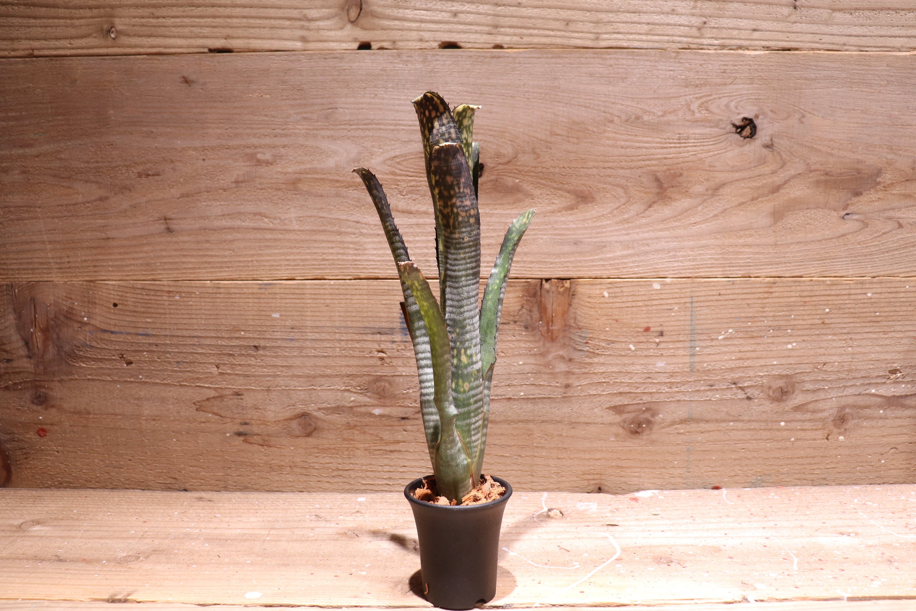 送料無料】Billbergia 'Kolan Crisp'〔ビルベルギア〕現品発送