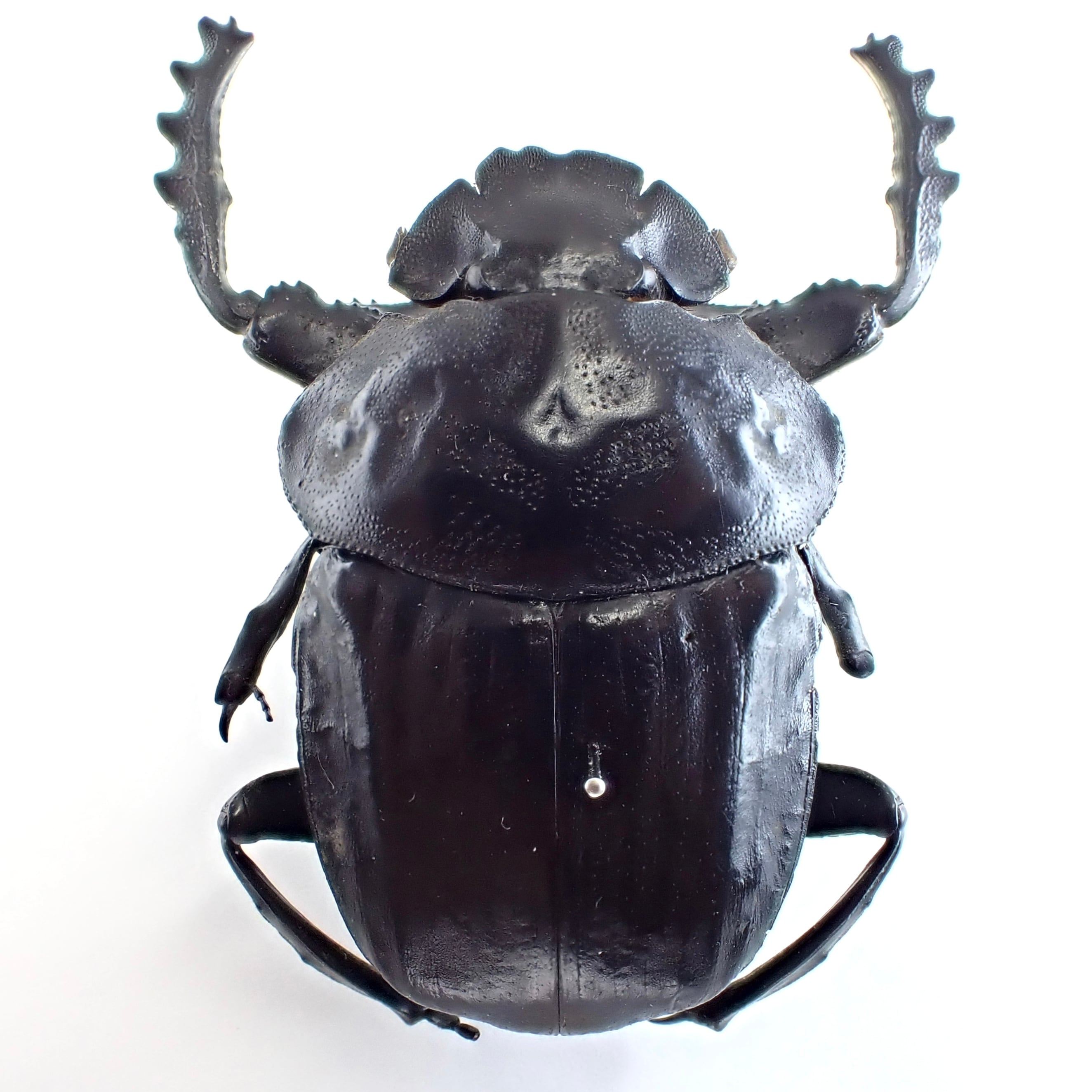 ナミビア産 Pachylomera femoralis ♀ 42mm | 昆虫標本 Diggers & Rollers