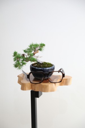 【S】糸魚川真柏 盆栽 ※推定樹齢15年/Juniper Shimpaku