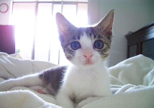 猫 ポストカード The Cat who....家猫初日 10x14.8センチ(cm)官製はがきサイズ 猫写真 はがき ねこ葉書 ネコハガキ Postcard アイとちび アイシス