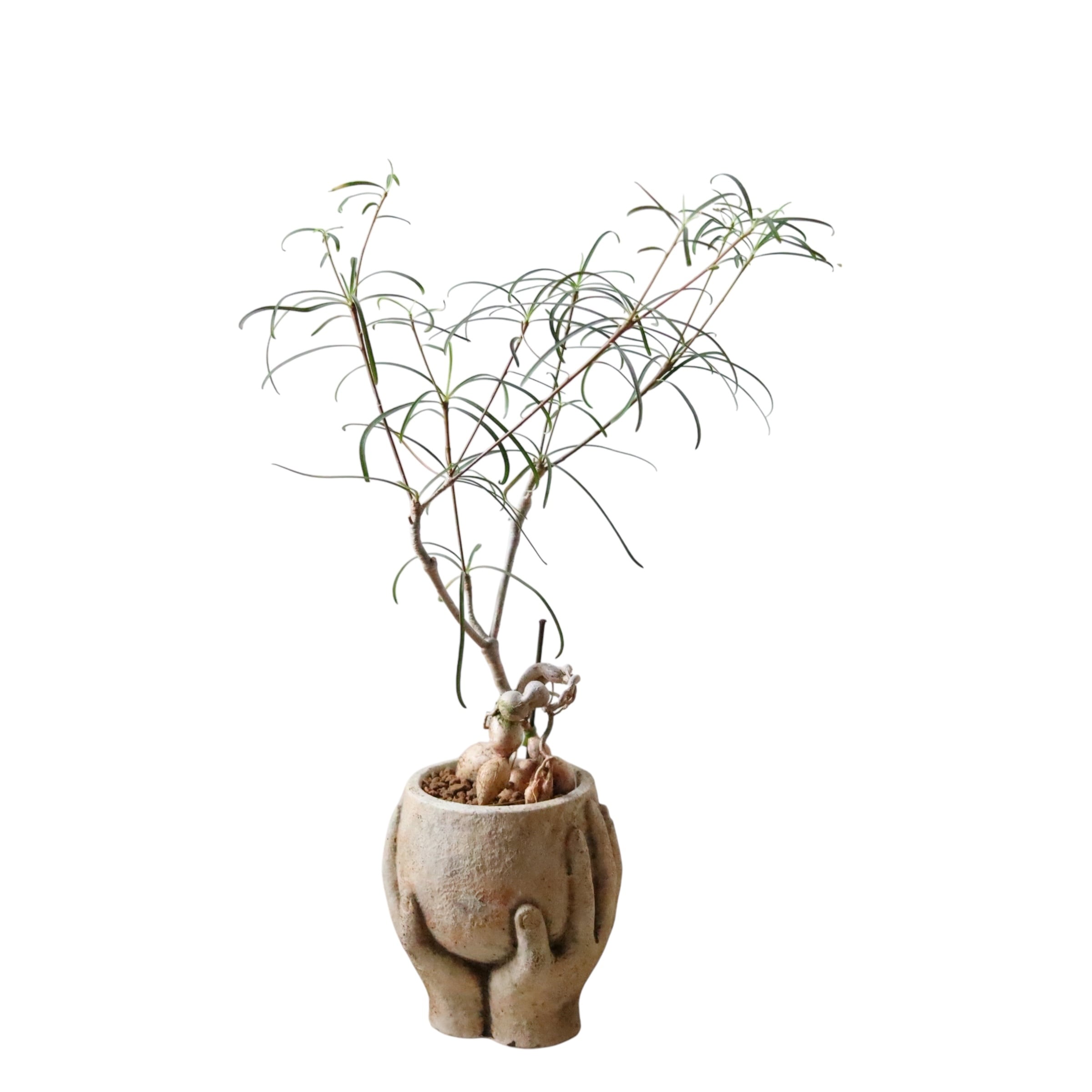 ユーフォルビア ヘディオトイデス(45cm)