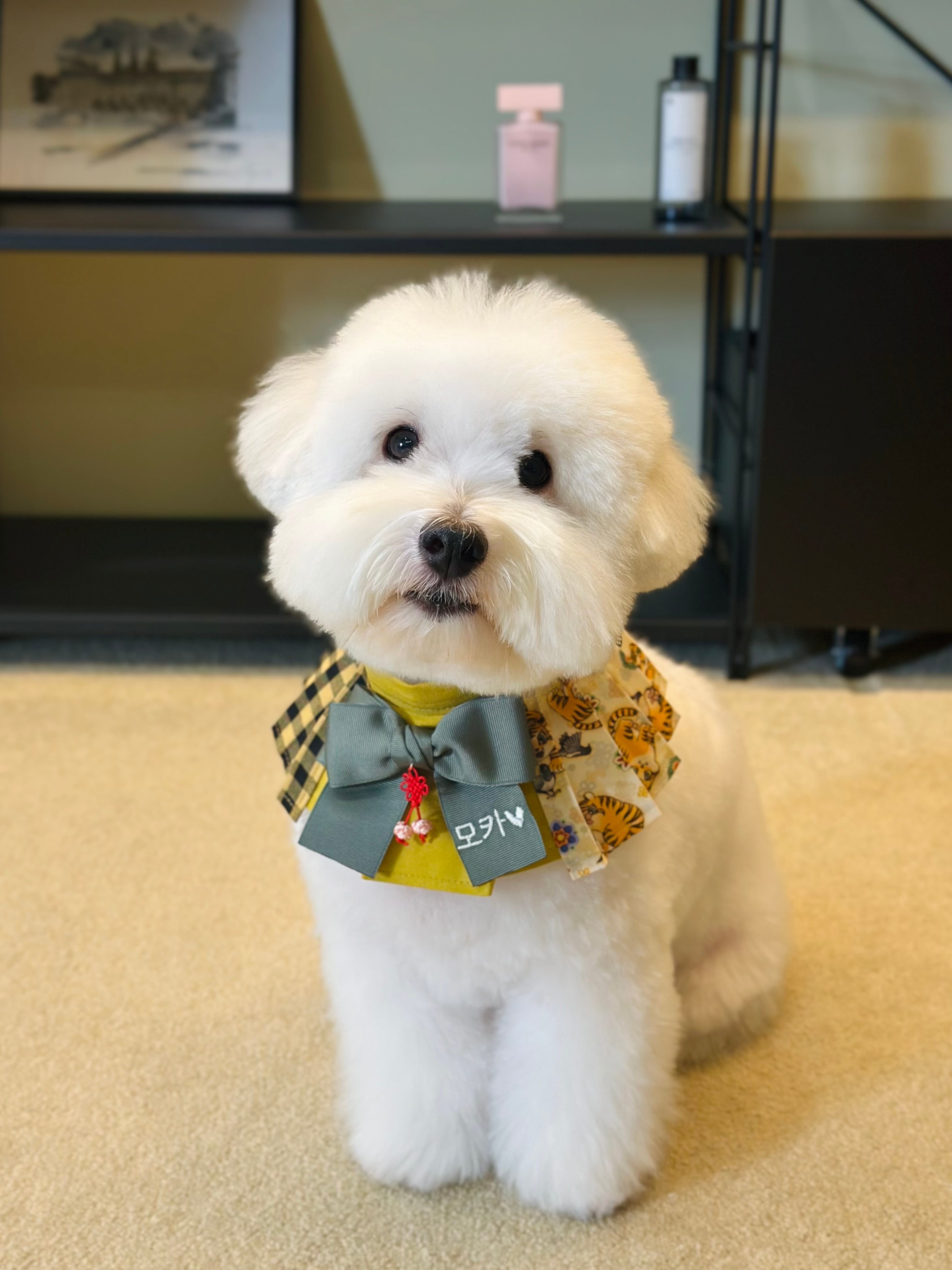 本体＋リボンSET/予約【MR.MOKA】Wing Accordion Cape (25FW限定)