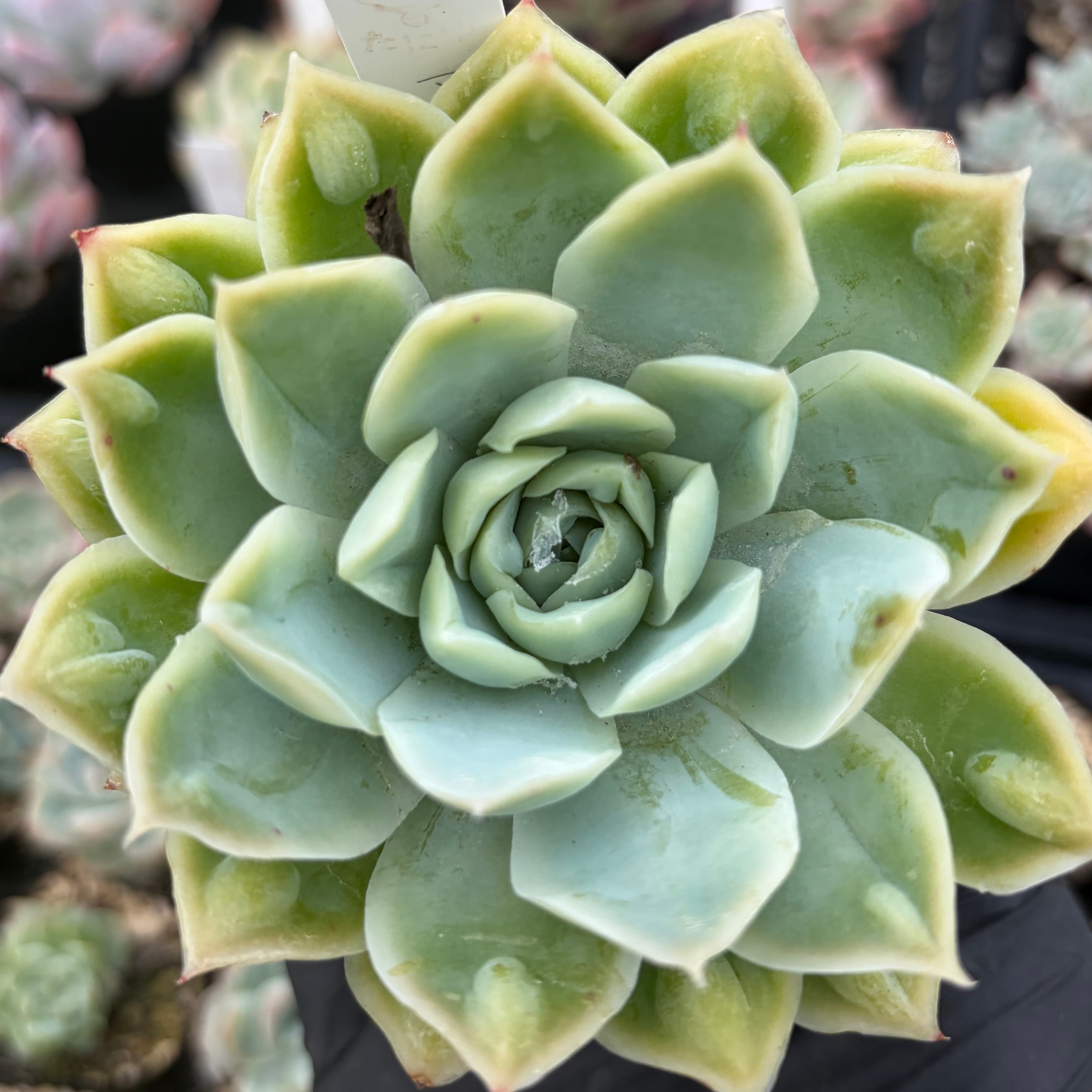 AGAVE PARRYI NEOMEXICANA パリー ネオメキシカーナ | PAY ID