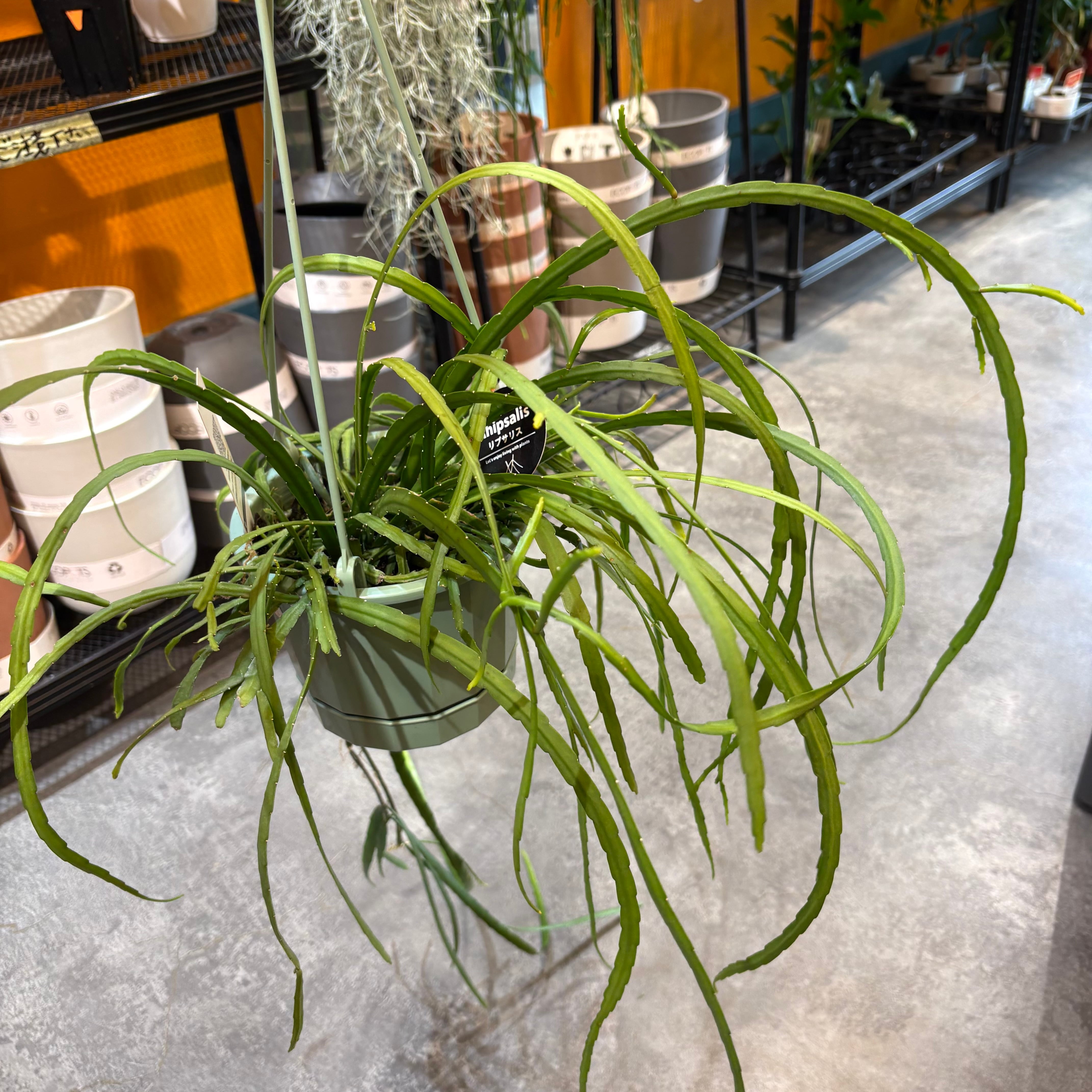 【きしめんのような葉がさらさら揺れる】リプサリス ホルビアーナ リプサリス ホルビアーナ 5号 | Green Vibes 宇都宮市の観葉植物専門店