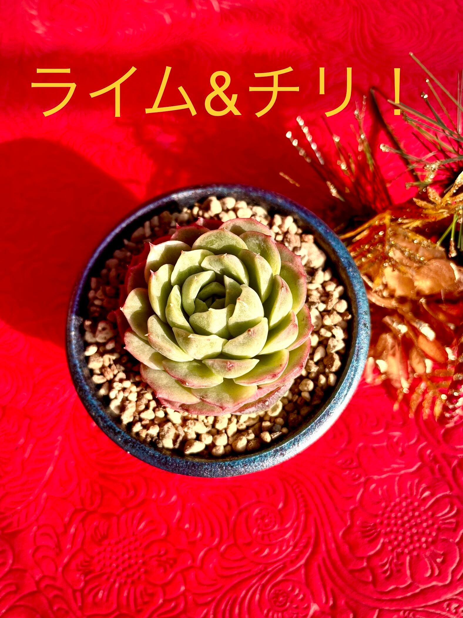 多肉植物❗️ライム&チリ❗️美苗❗️エケベリア！ | 多肉本舗 ＊多肉  