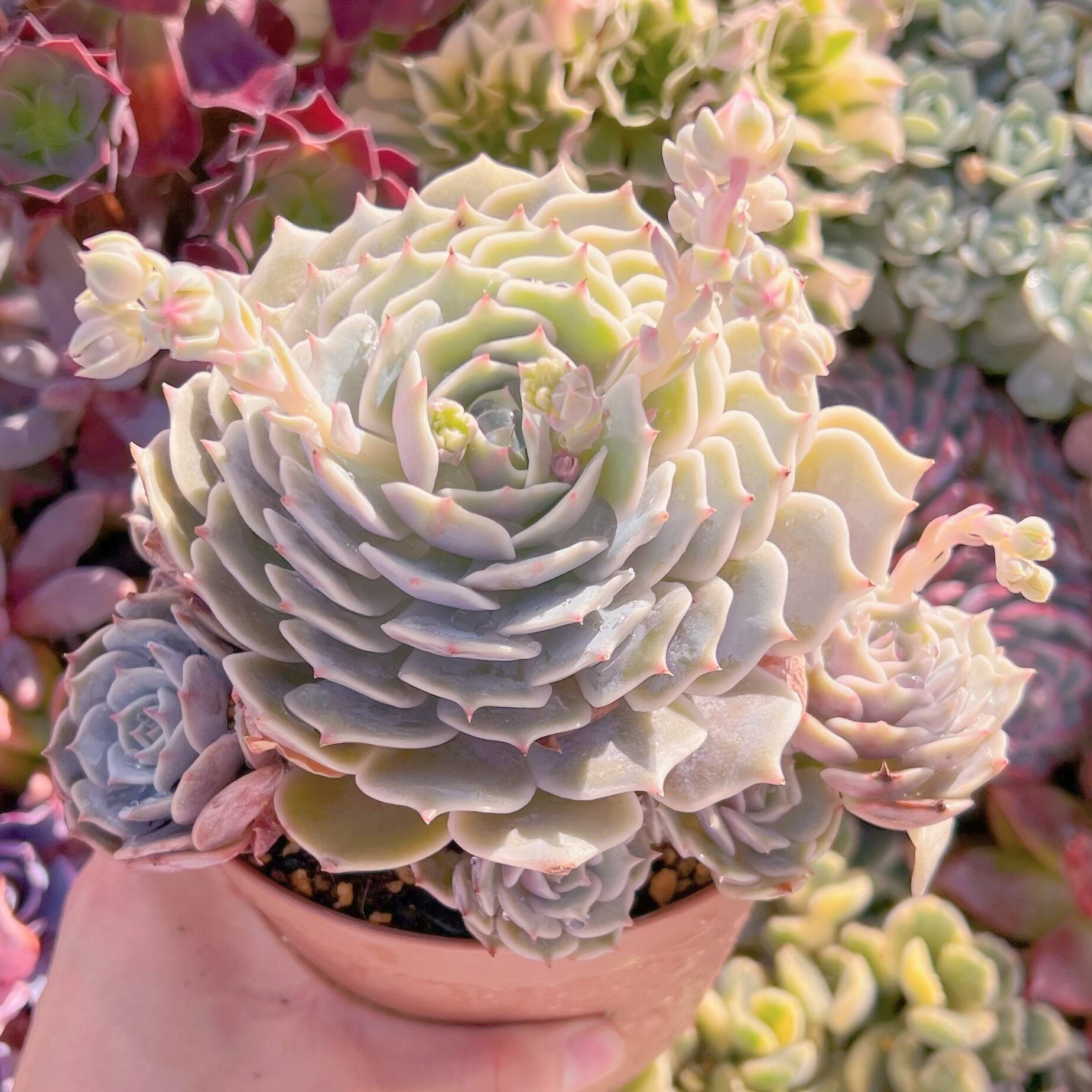 現品　ローラ#A28　新入荷　るる農園