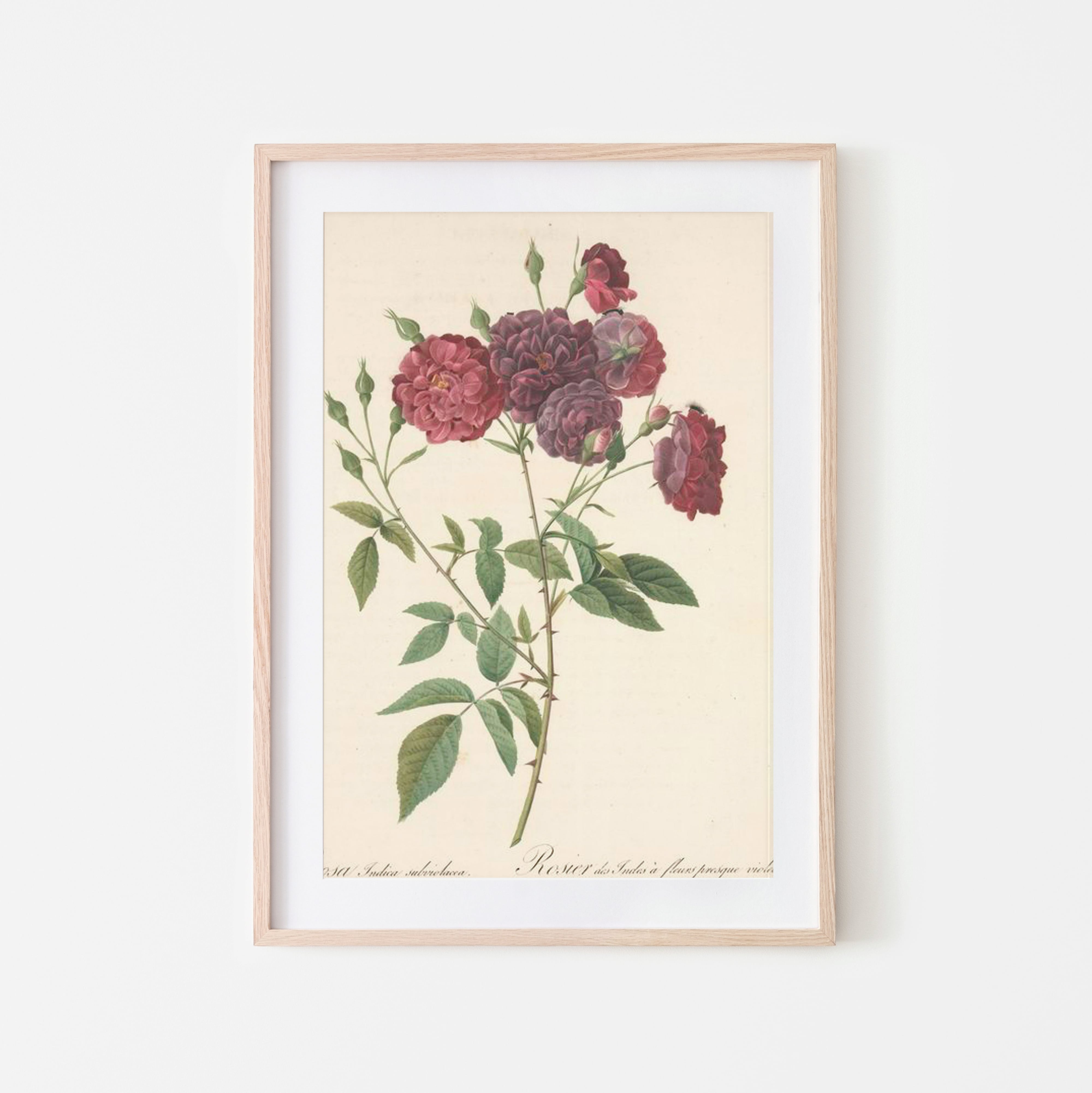 ♥ルドゥーテの薔薇　Rosa indica vulgaris　陶板風木製プレート ♥ルドゥーテの薔薇 Rosa indica vulgaris 陶板風木製プレート