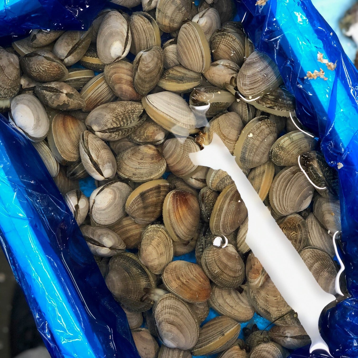 北海アサリ 1kg 北海道根室 厚岸産 特大サイズ 1個 30g前後 北海アサリ1k 冷蔵 豊洲直送 Okawari 豊洲直送の高級海産物をお届け