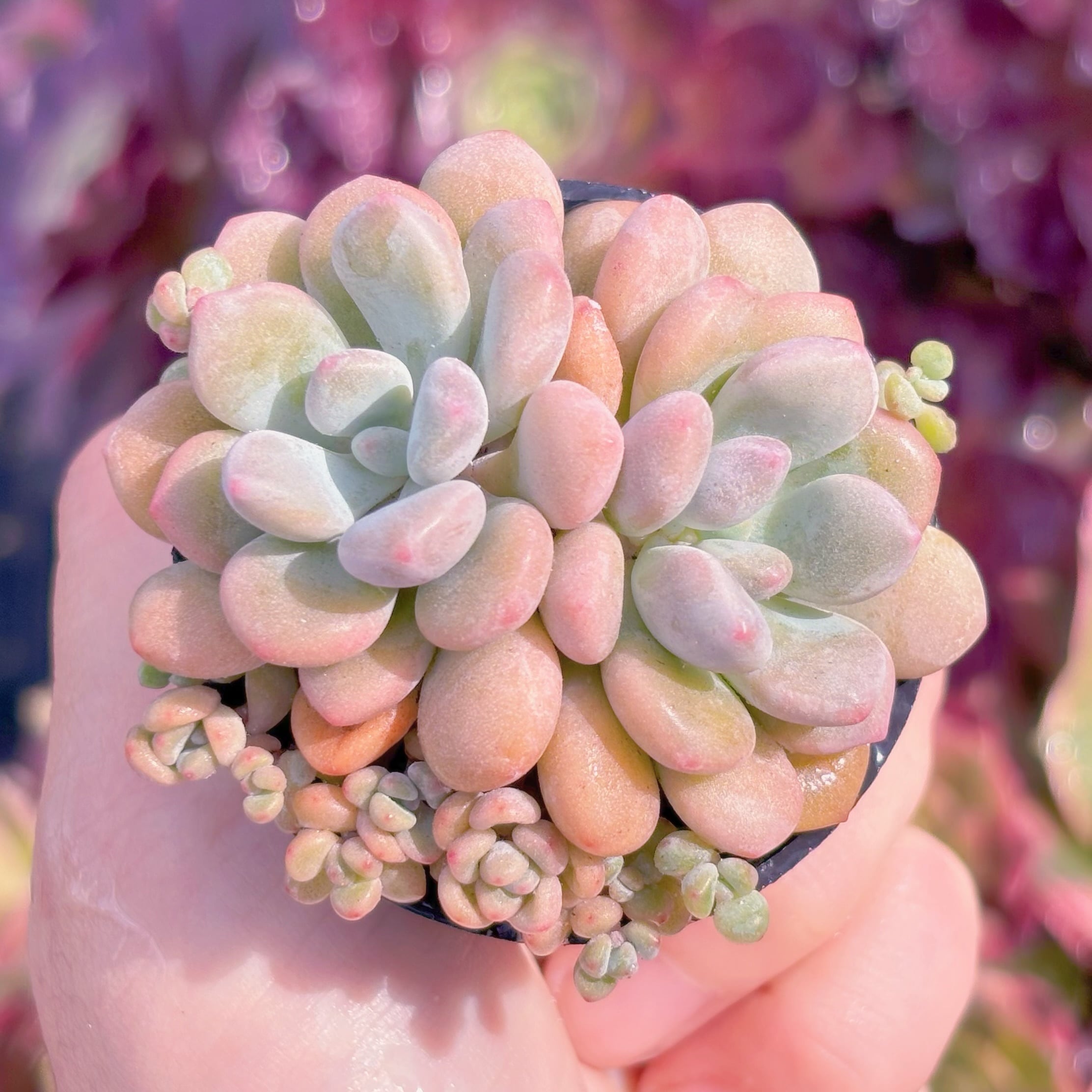 多肉植物 キシリトール 新入荷 るる農園 | るる農園~多肉植物専門